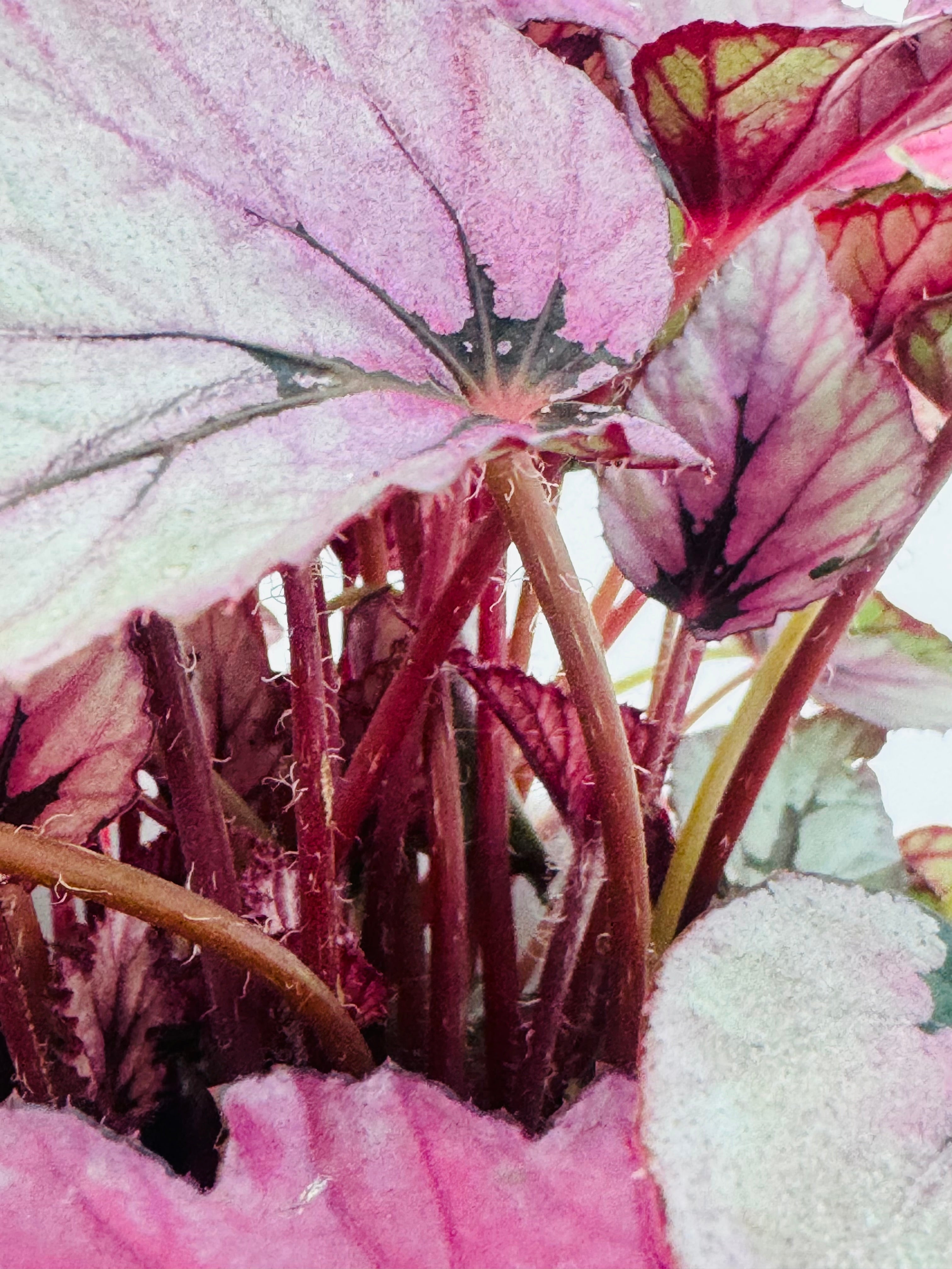Primer plano de Begonia Rex con hojas grandes, onduladas, en tonos rosa, burdeos y verde.