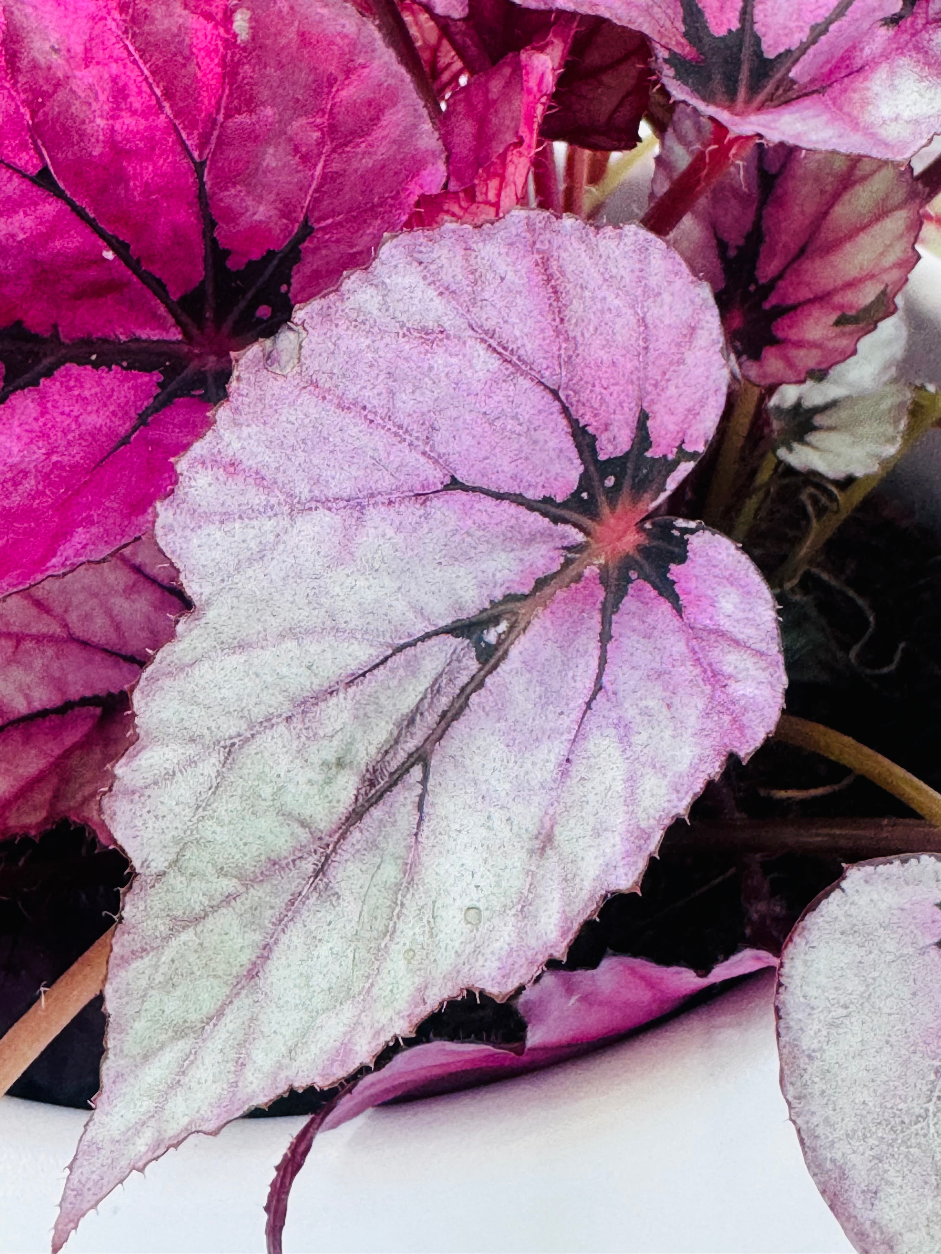 Begonia Rex 'Merry Christmas' con hojas grandes, onduladas, en tonos rosa, blanco y burdeos.