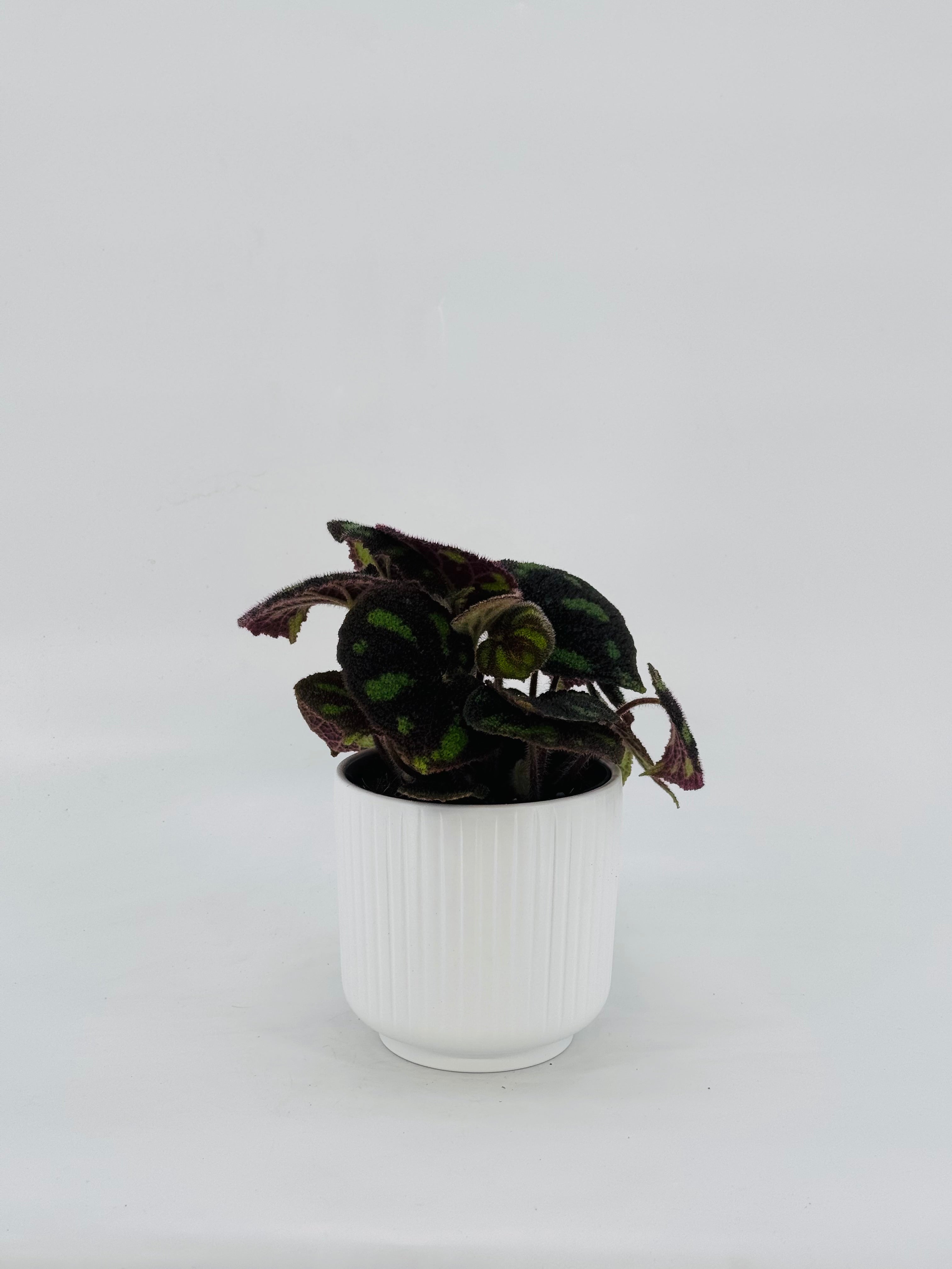 BEGONIA MASONIANA M14