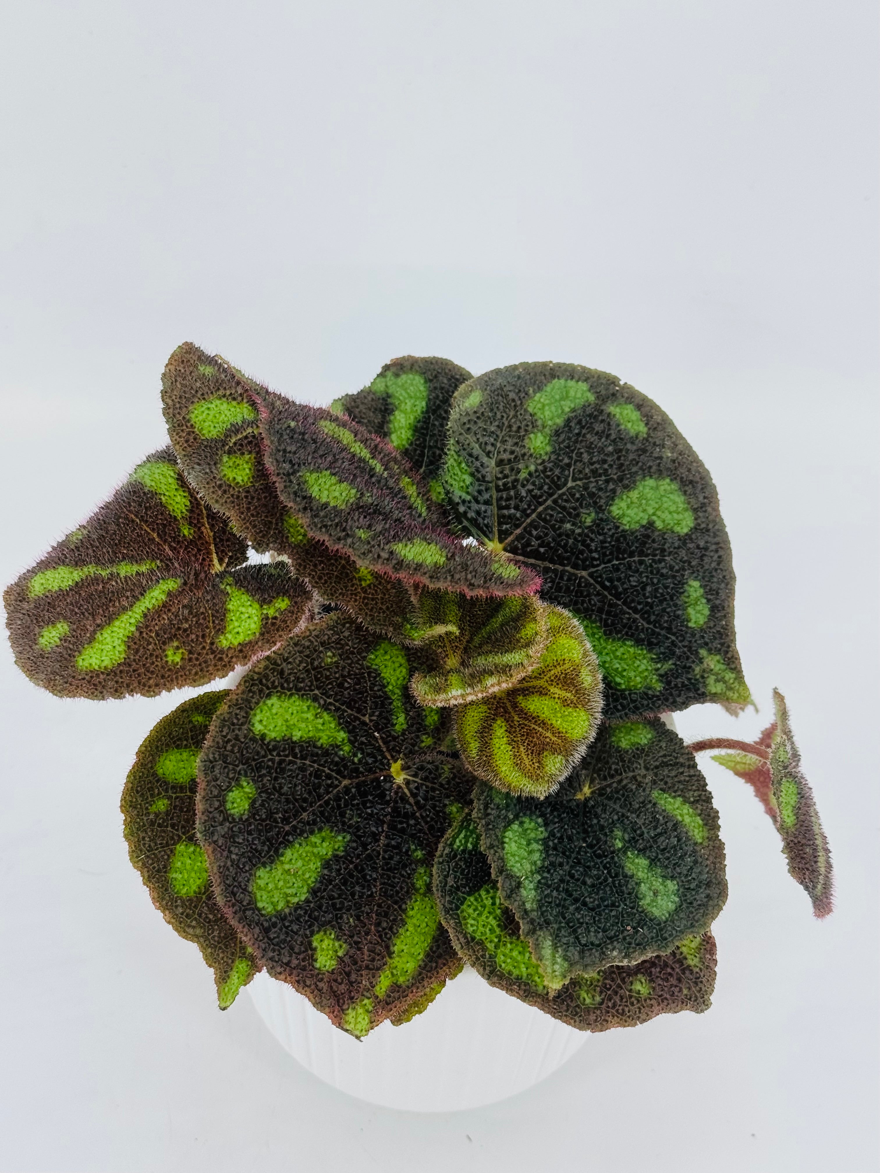 BEGONIA MASONIANA M14