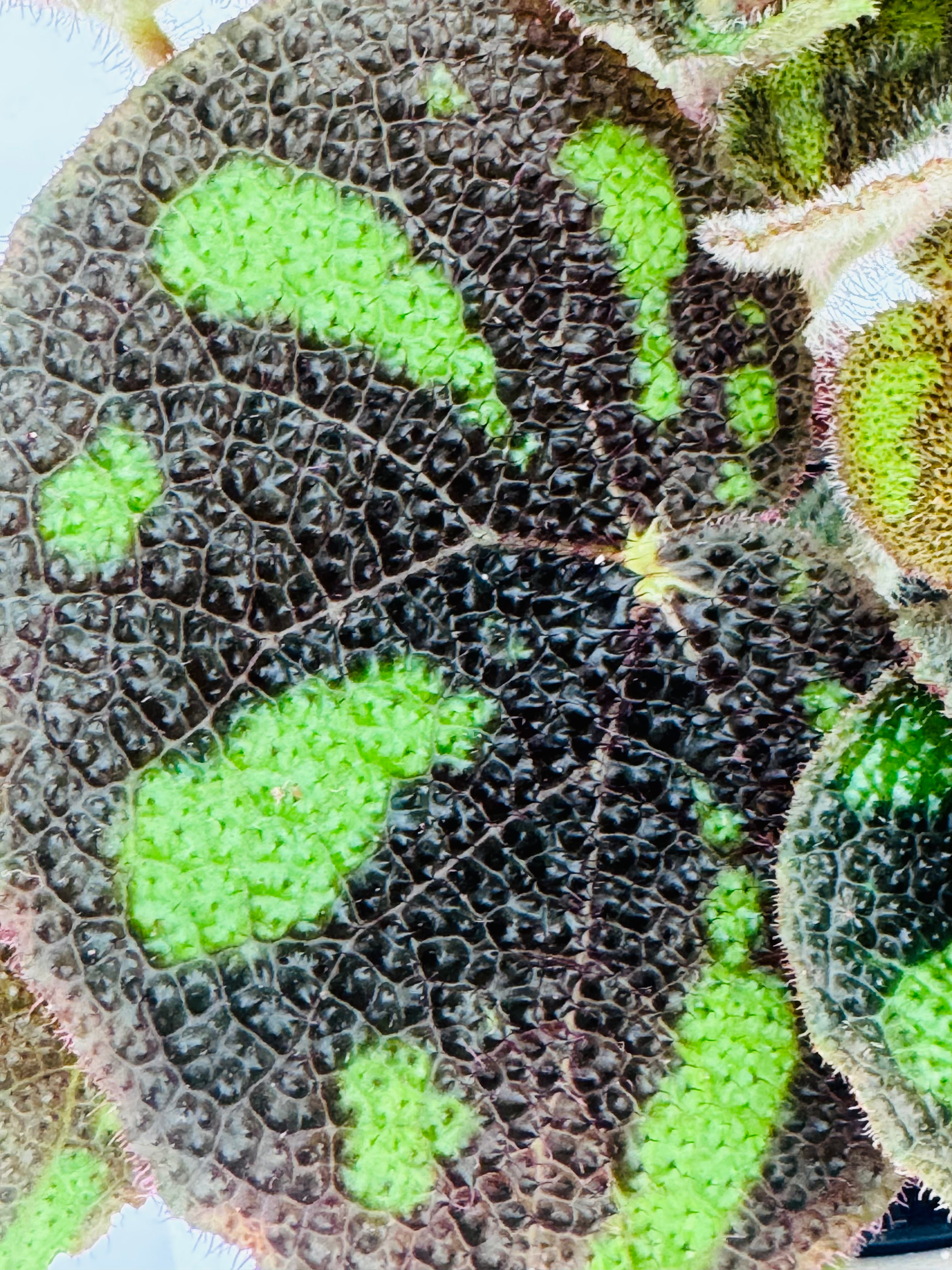 BEGONIA MASONIANA M14