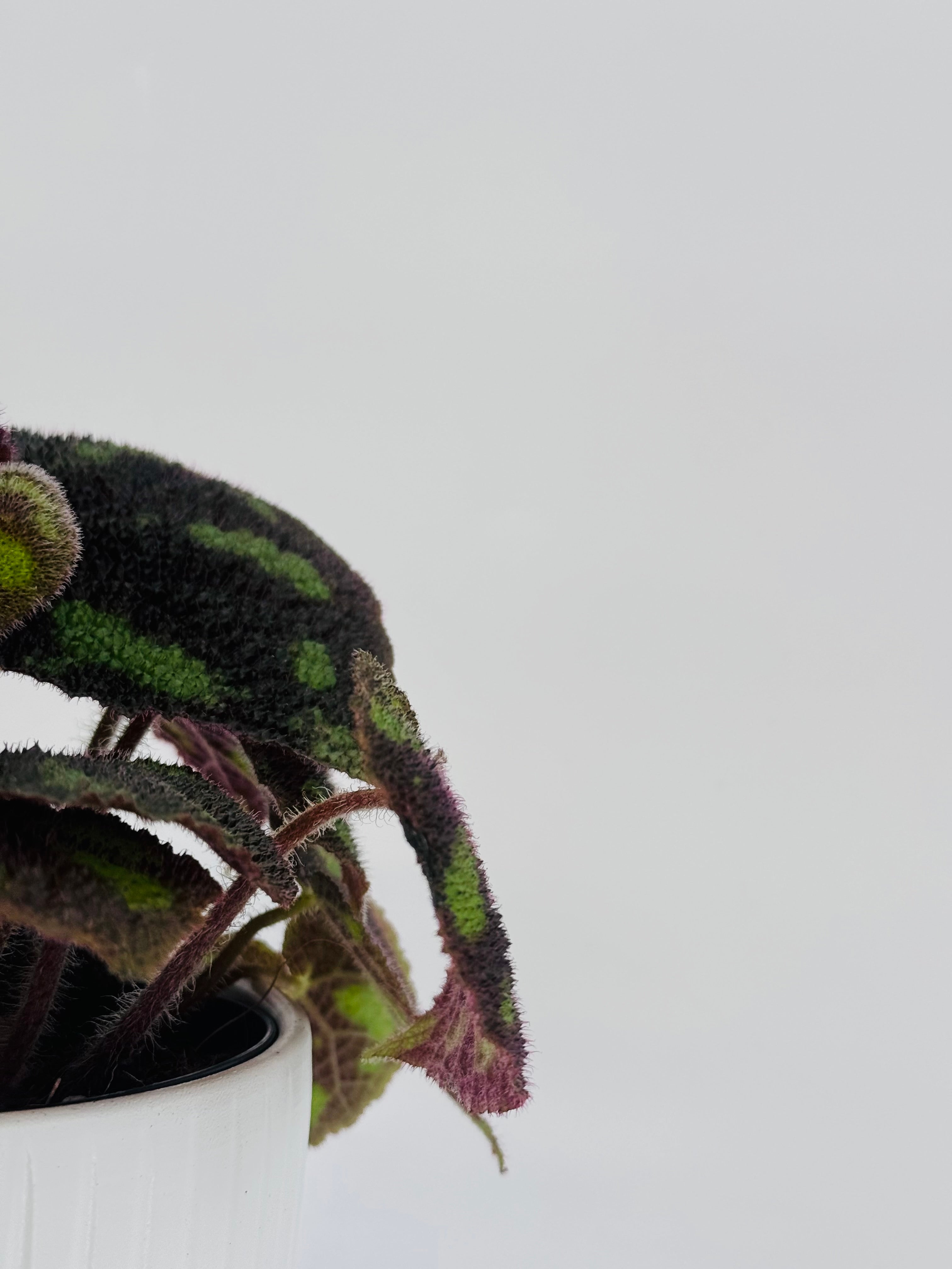 BEGONIA MASONIANA M14