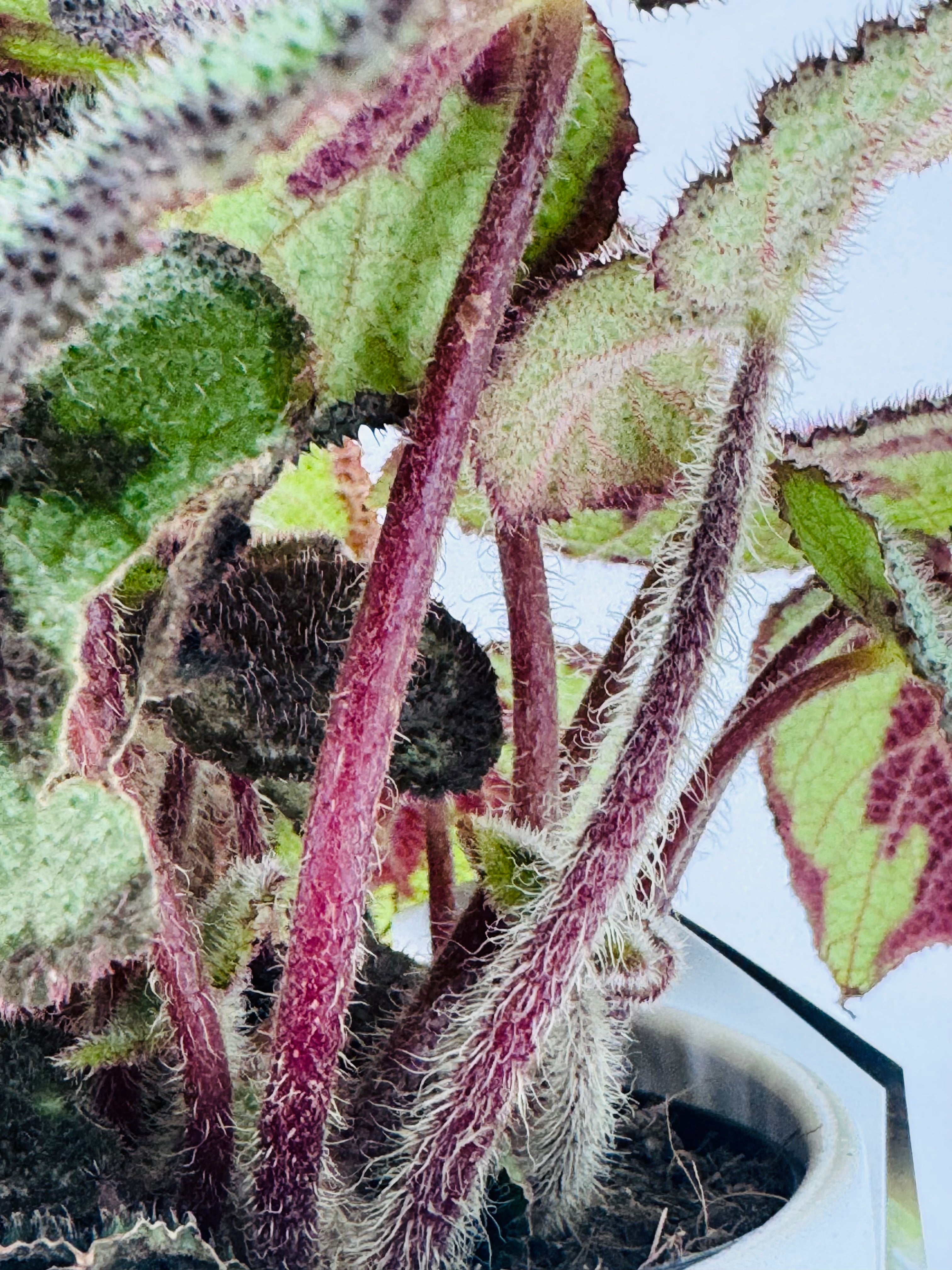 BEGONIA MASONIANA MOUNTAIN