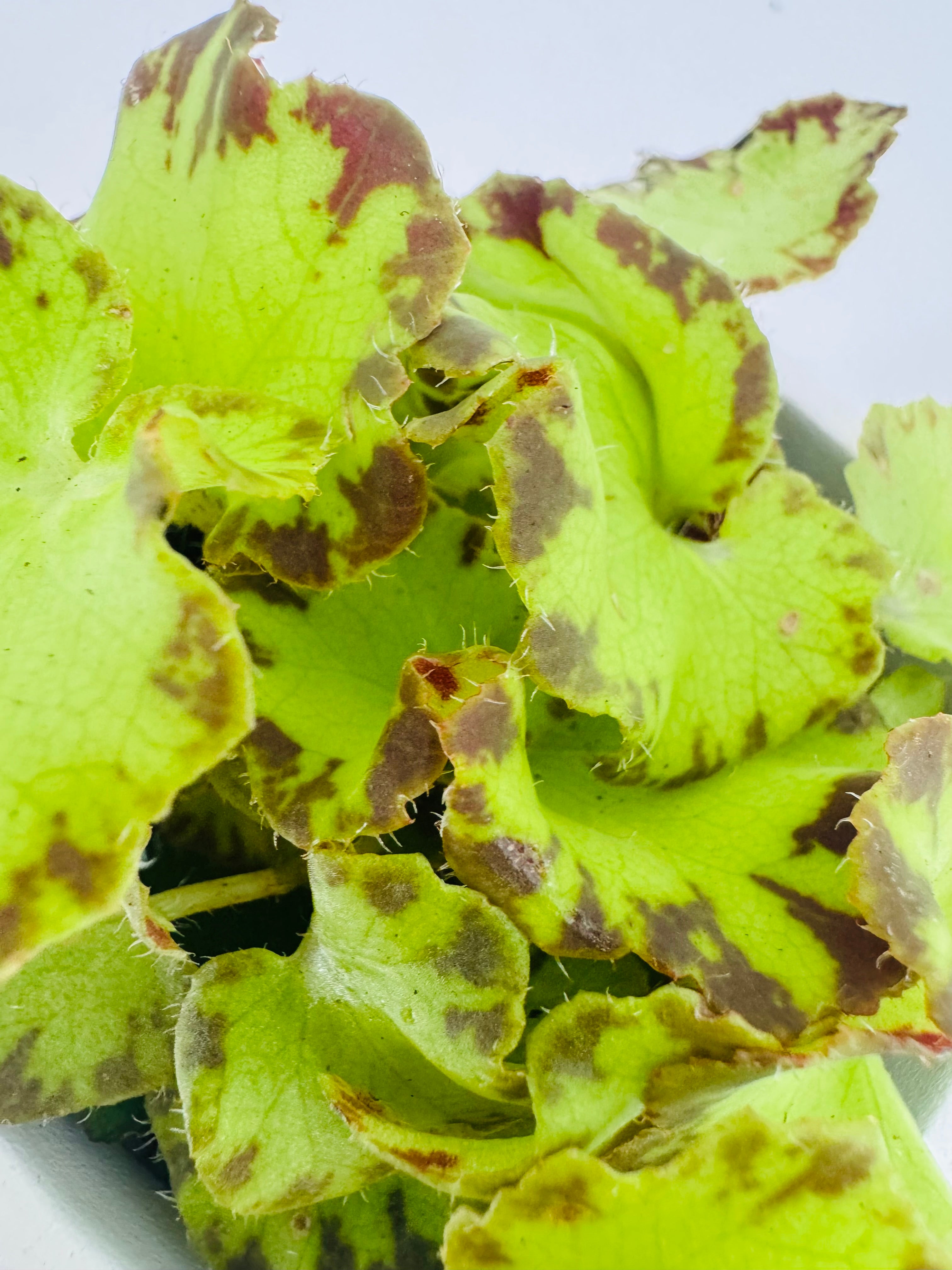Begonia Mix M6 con hojas verde lima y manchas marrones rojizas, textura aterciopelada.
