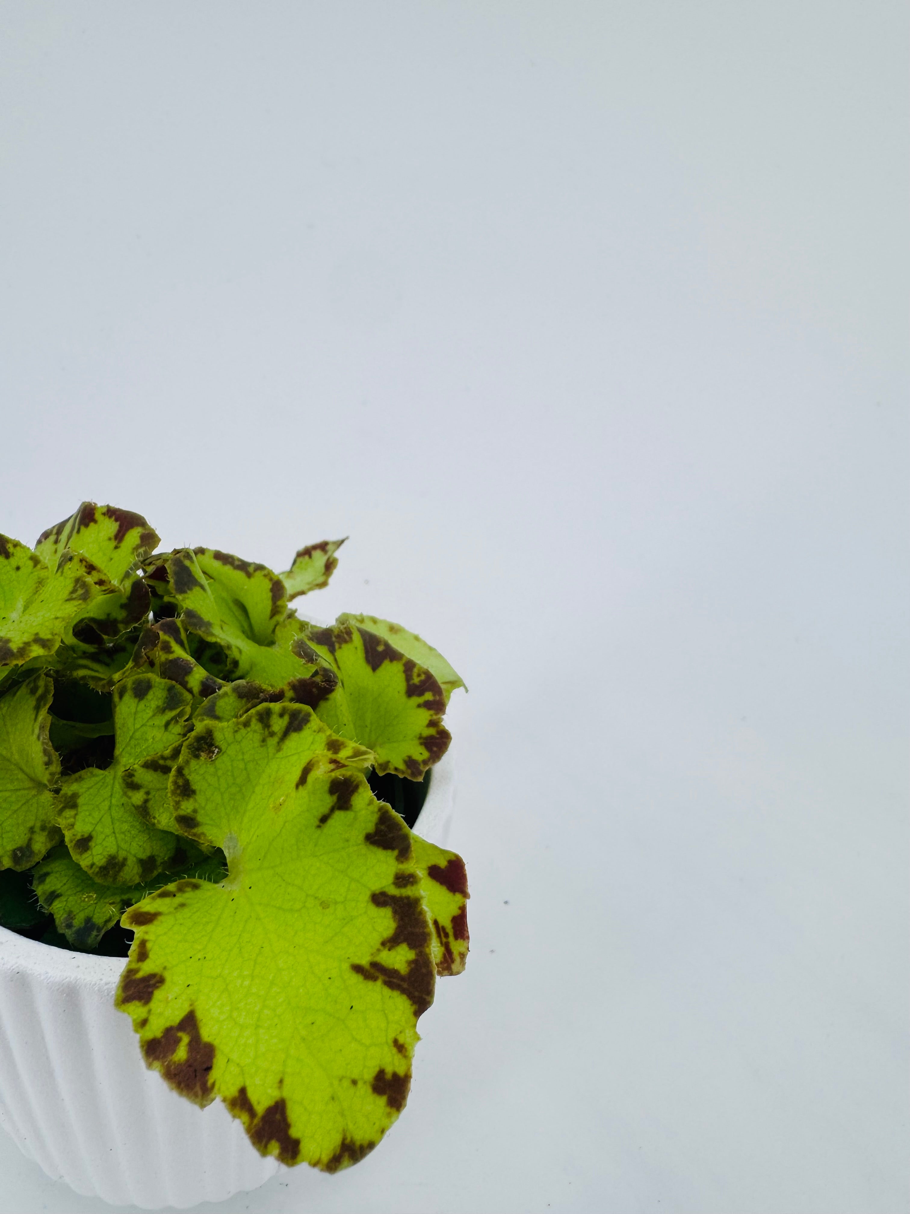 Begonia Mix M6 en maceta blanca estriada, con hojas verdes lima y manchas marrones oscuras.