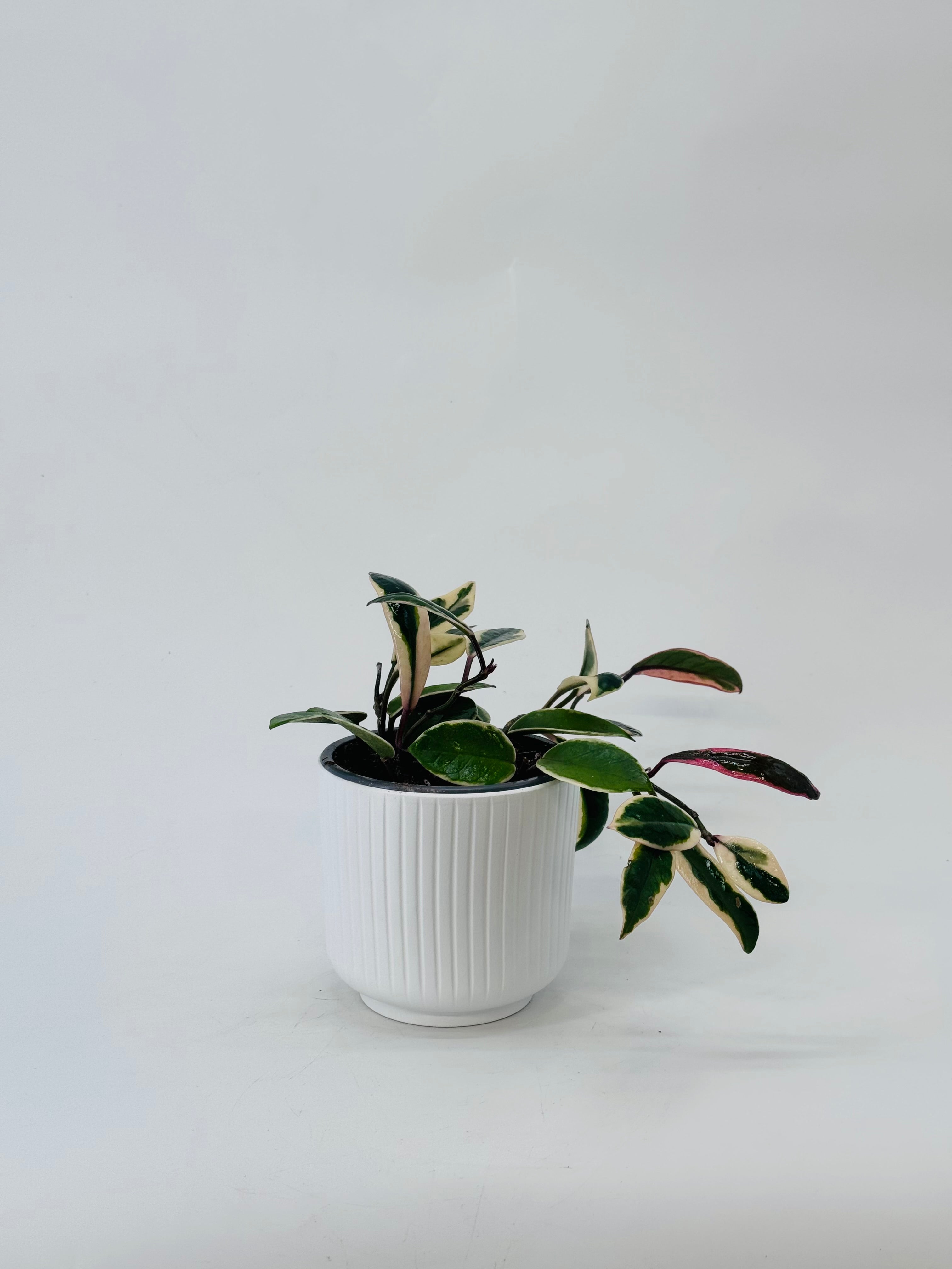 HOYA FLAMINGO DREAM M12