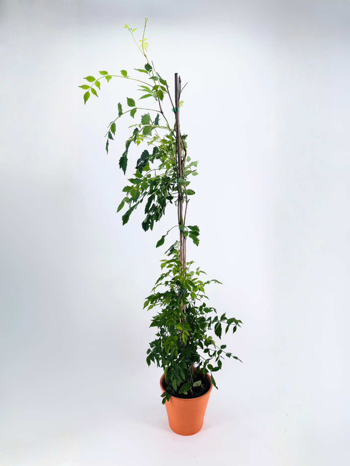 BIGNONIA CAMPSIS RADICANS ROJAC-21