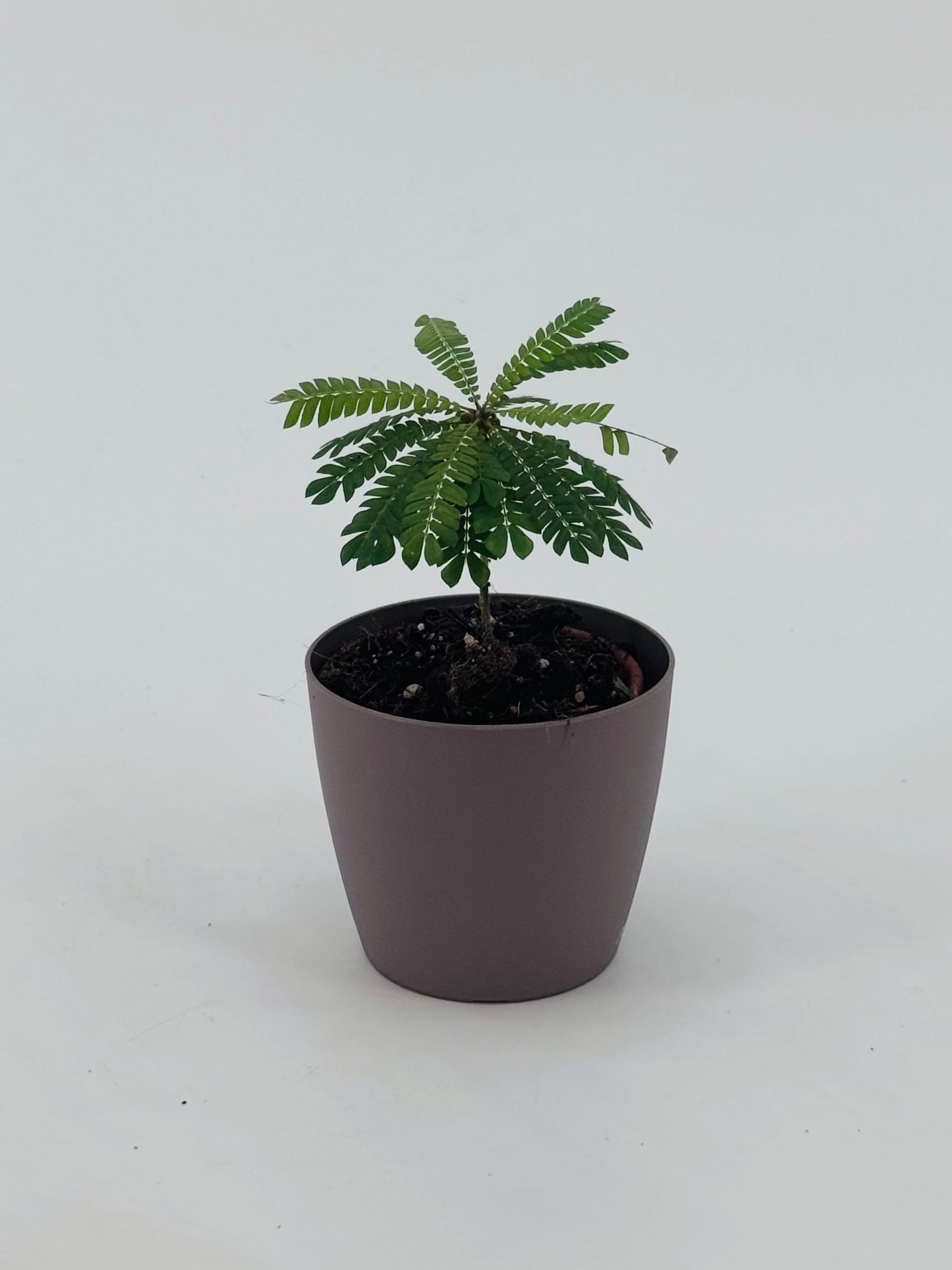 Pequeña planta Biophytum Sensitive con hojas verdes en maceta marrón, ideal para interiores.