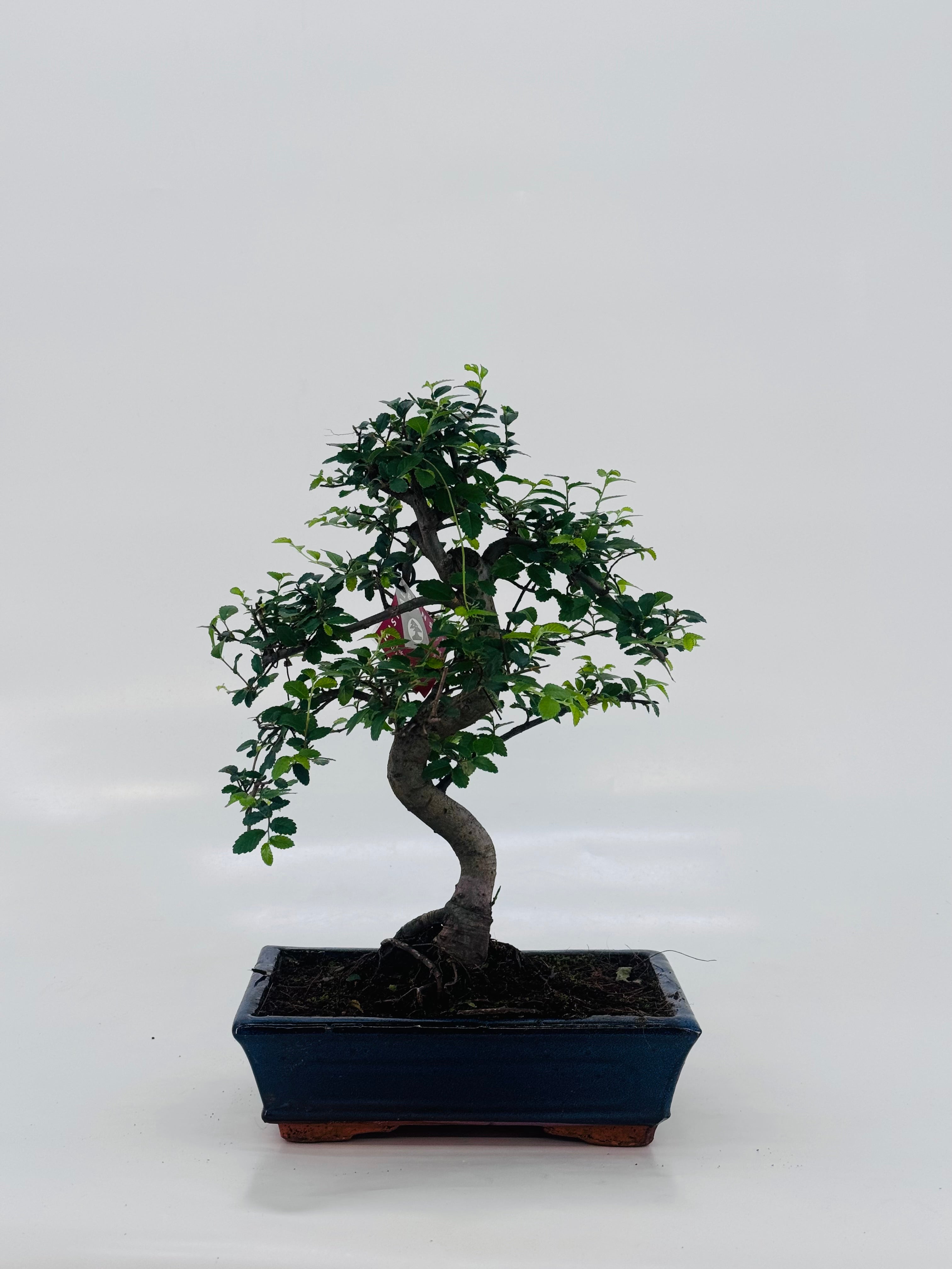 BONSAI 10 AÑOS SURTIDO