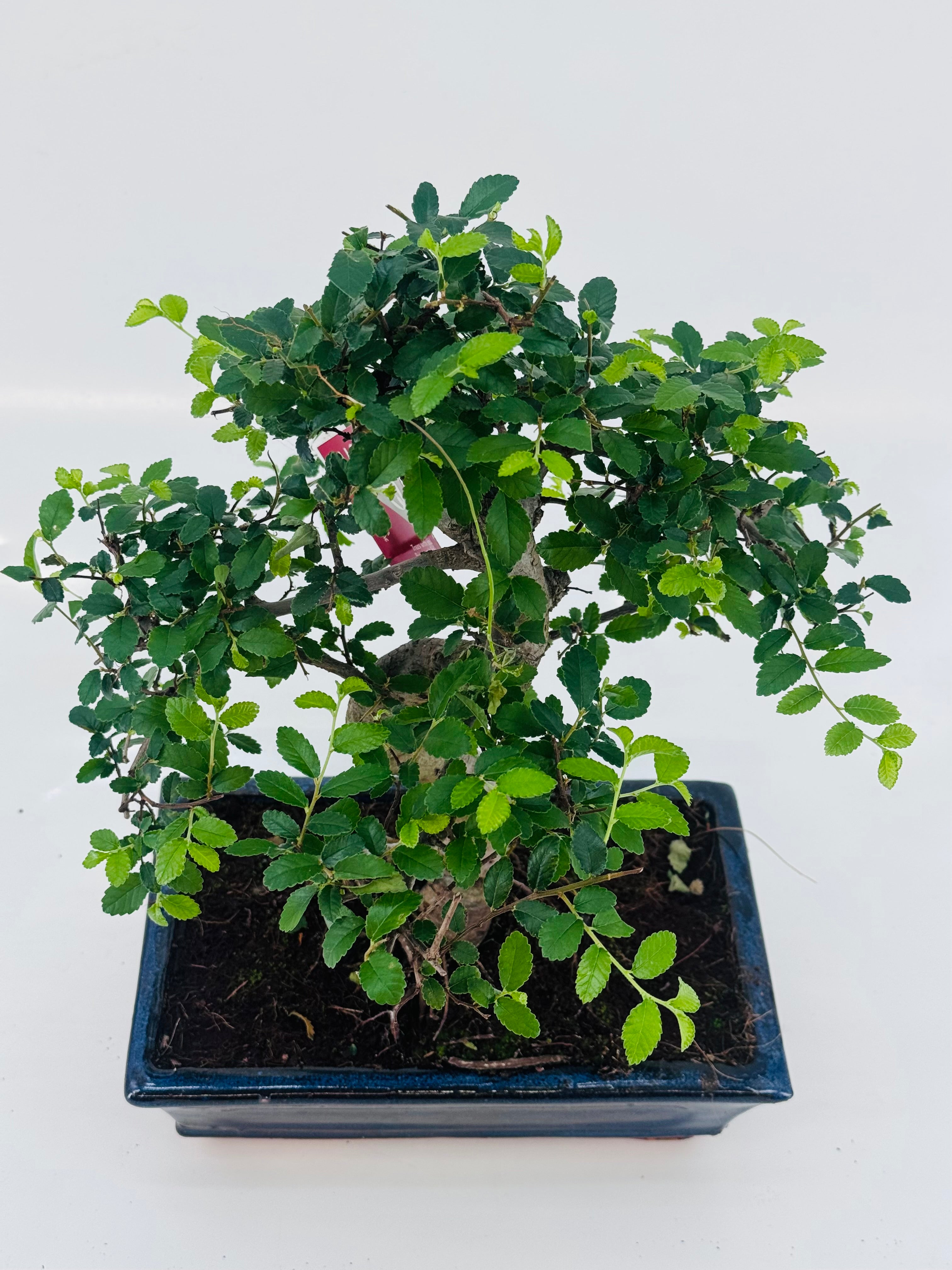 BONSAI 10 AÑOS SURTIDO