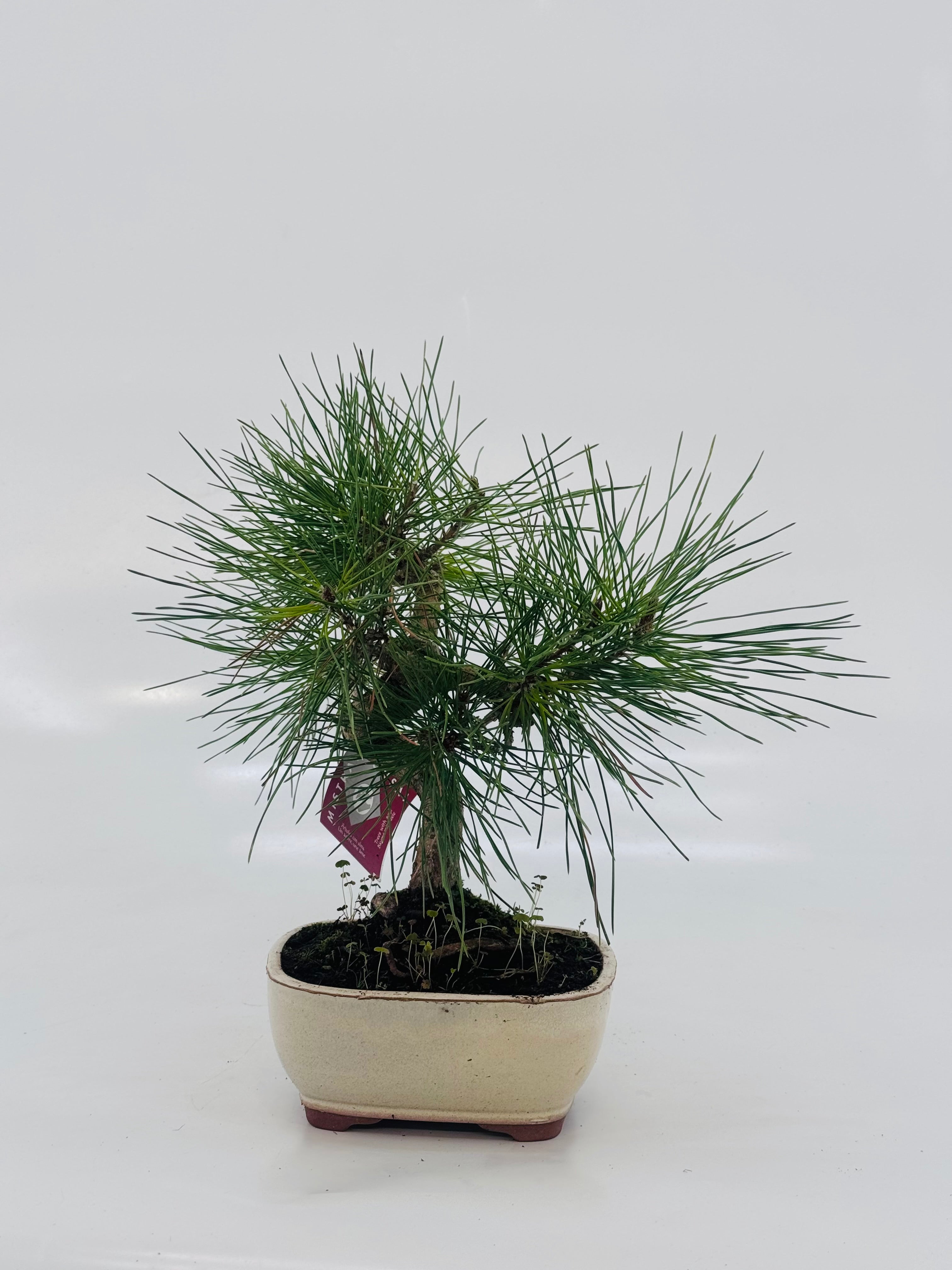 BONSAI 10 AÑOS SURTIDO