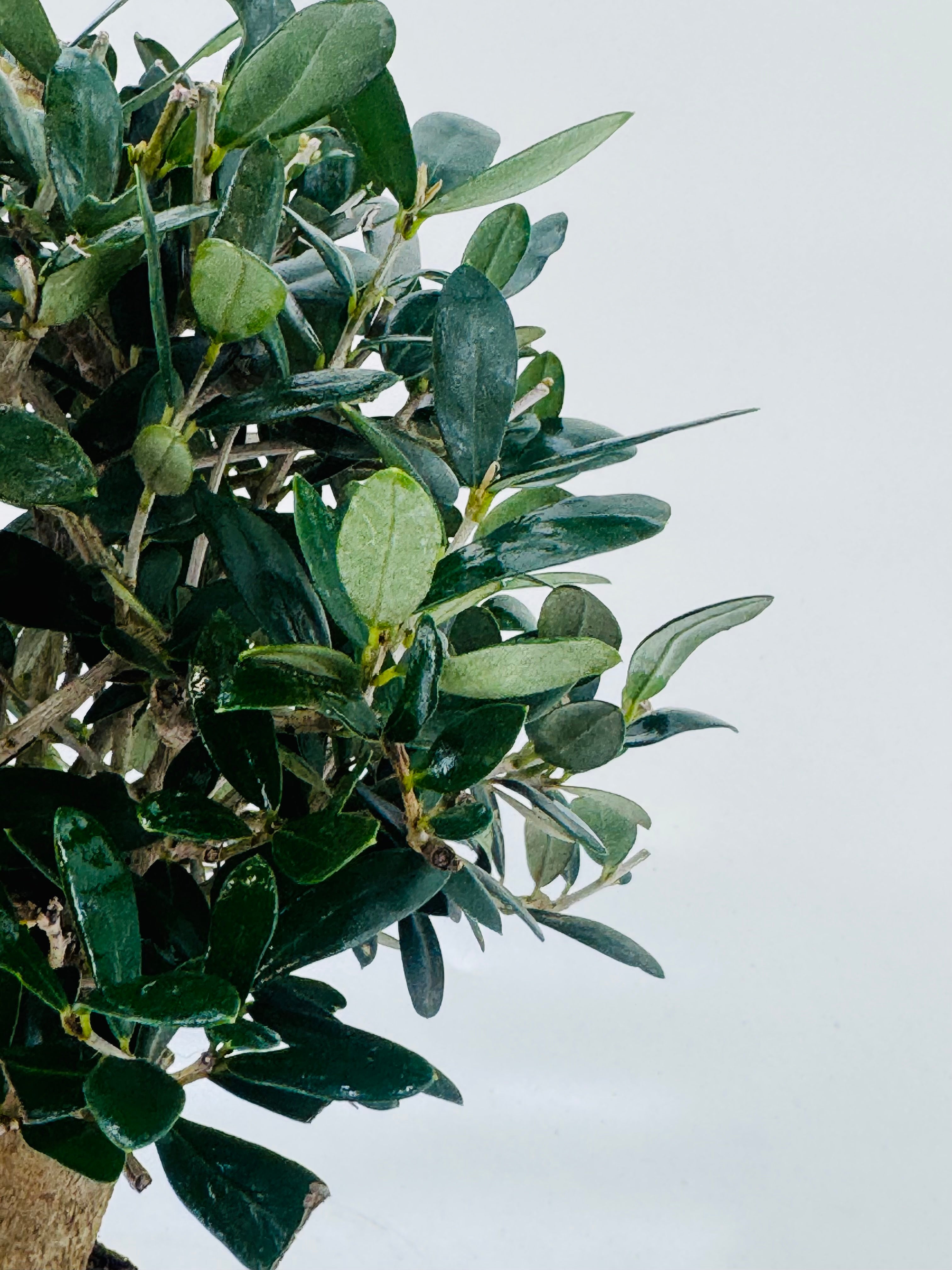 BONSAI 12 AÑOS SURTIDO