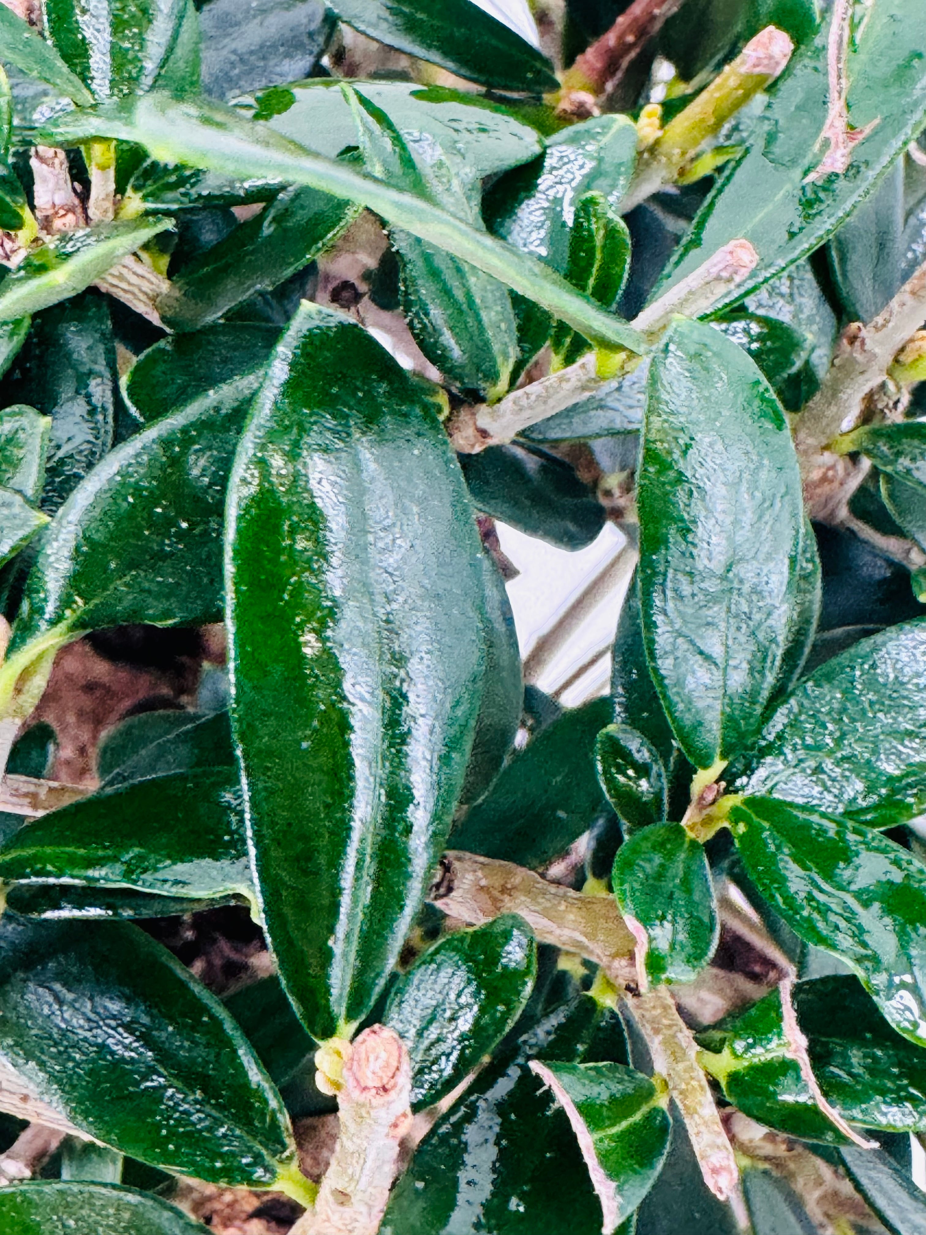 BONSAI 12 AÑOS SURTIDO