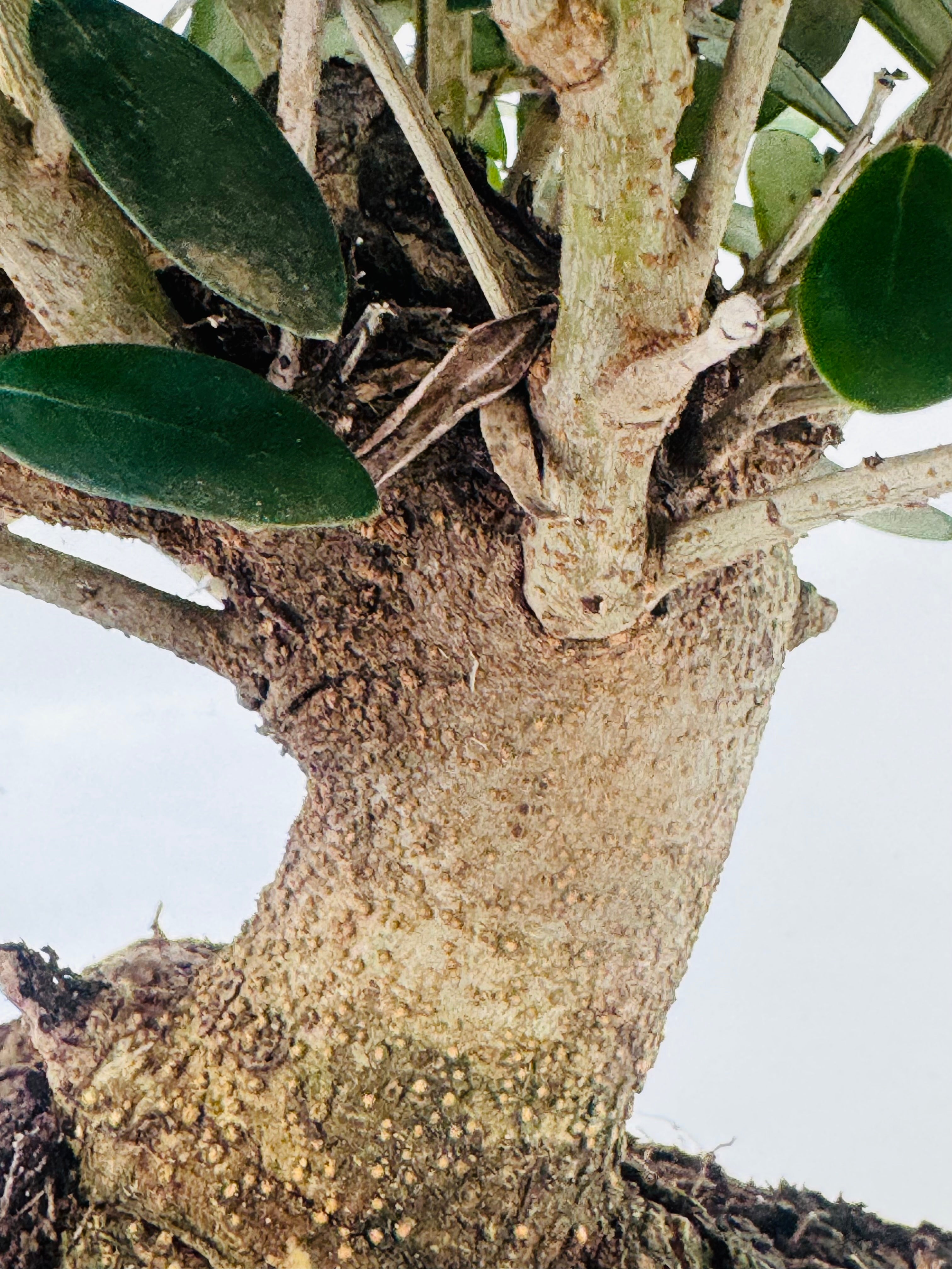 BONSAI 12 AÑOS SURTIDO