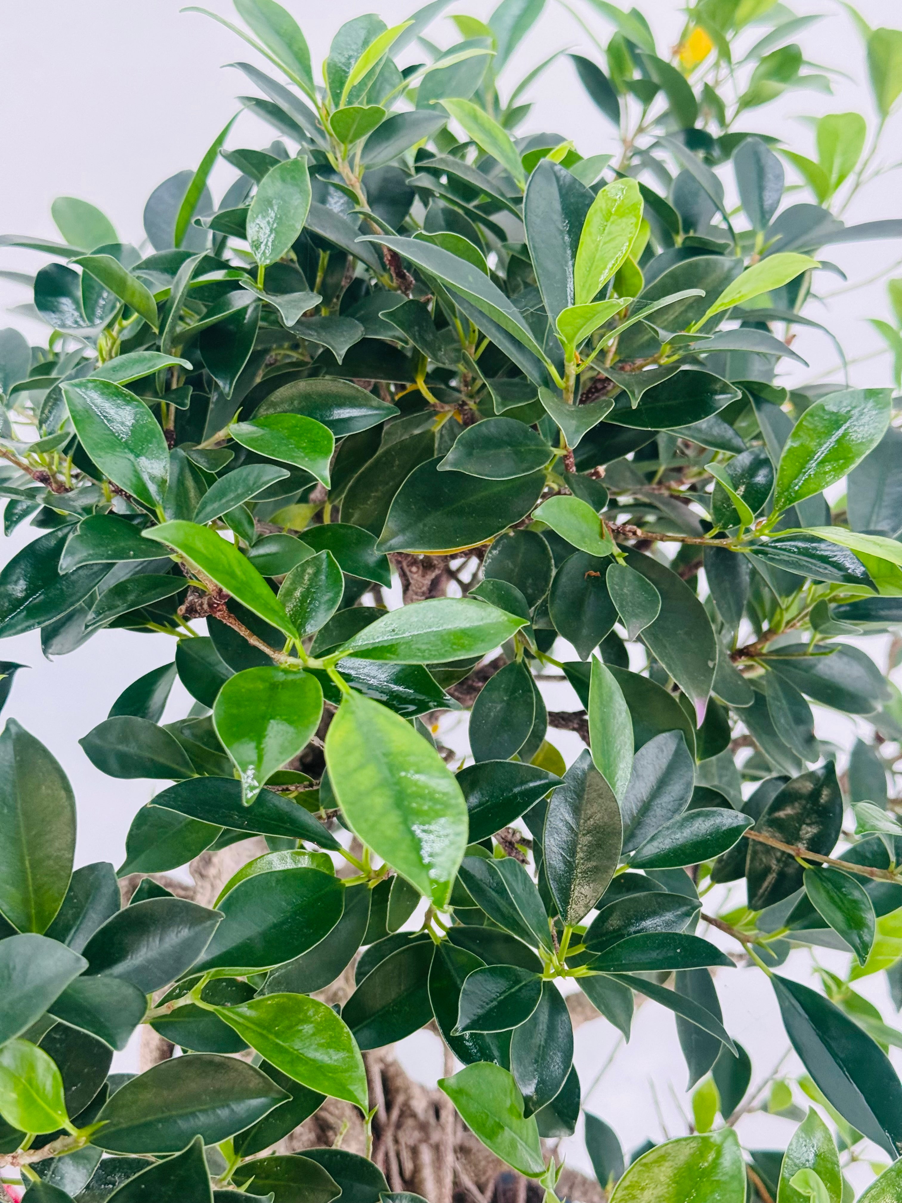 BONSAI 19 AÑOS FICUS RETUSA