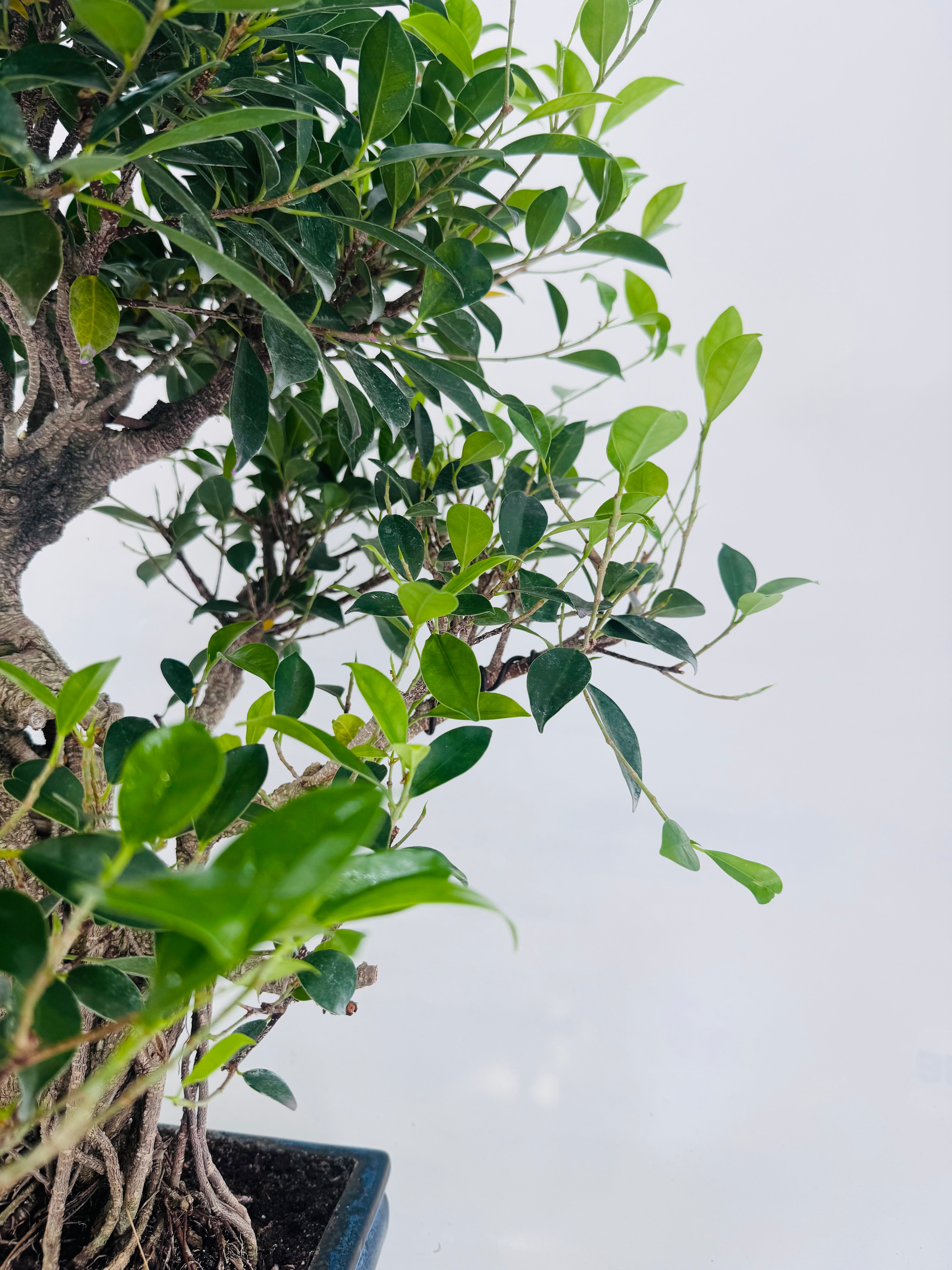 BONSAI 19 AÑOS FICUS RETUSA
