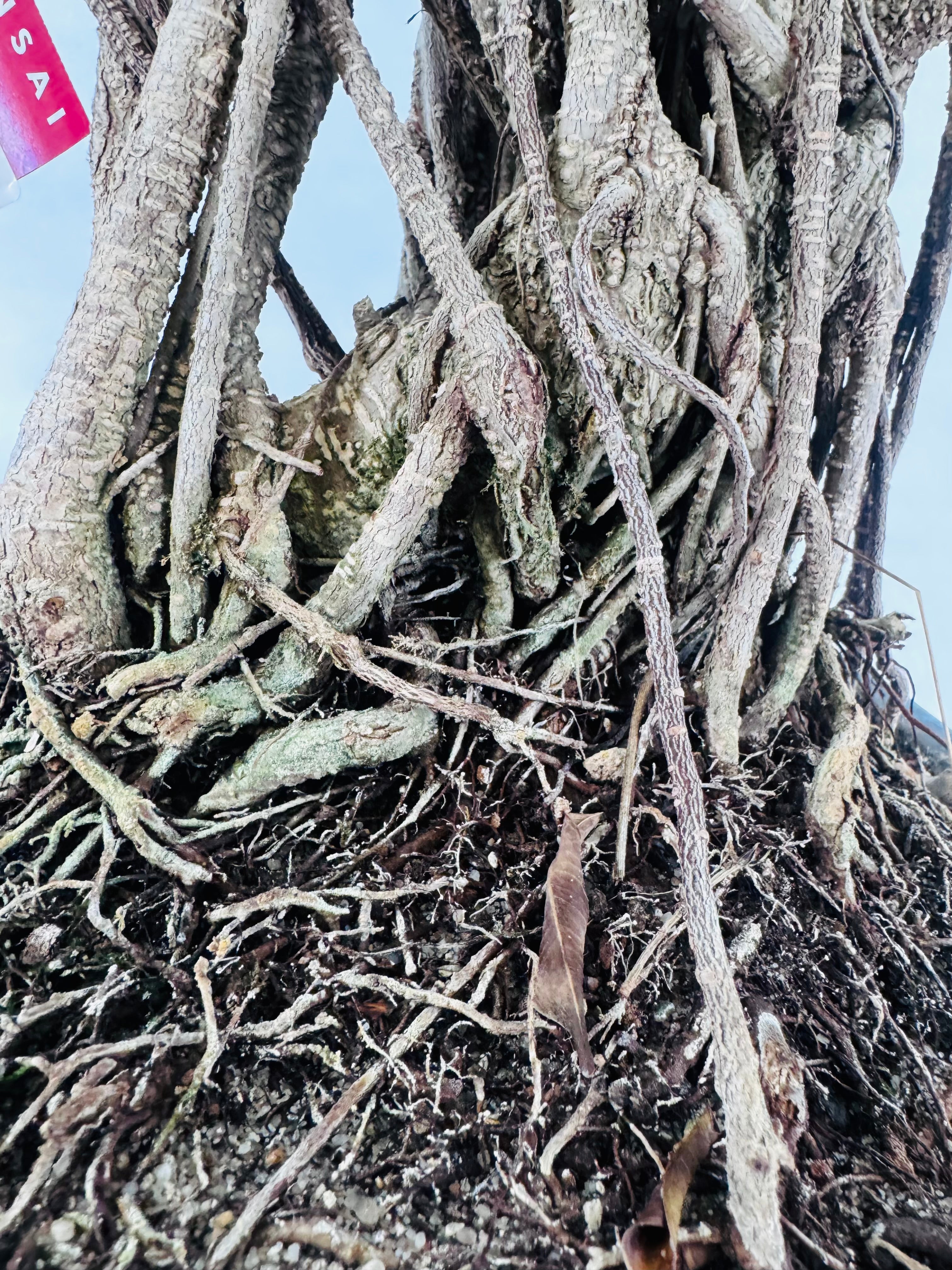 BONSAI 19 AÑOS FICUS RETUSA