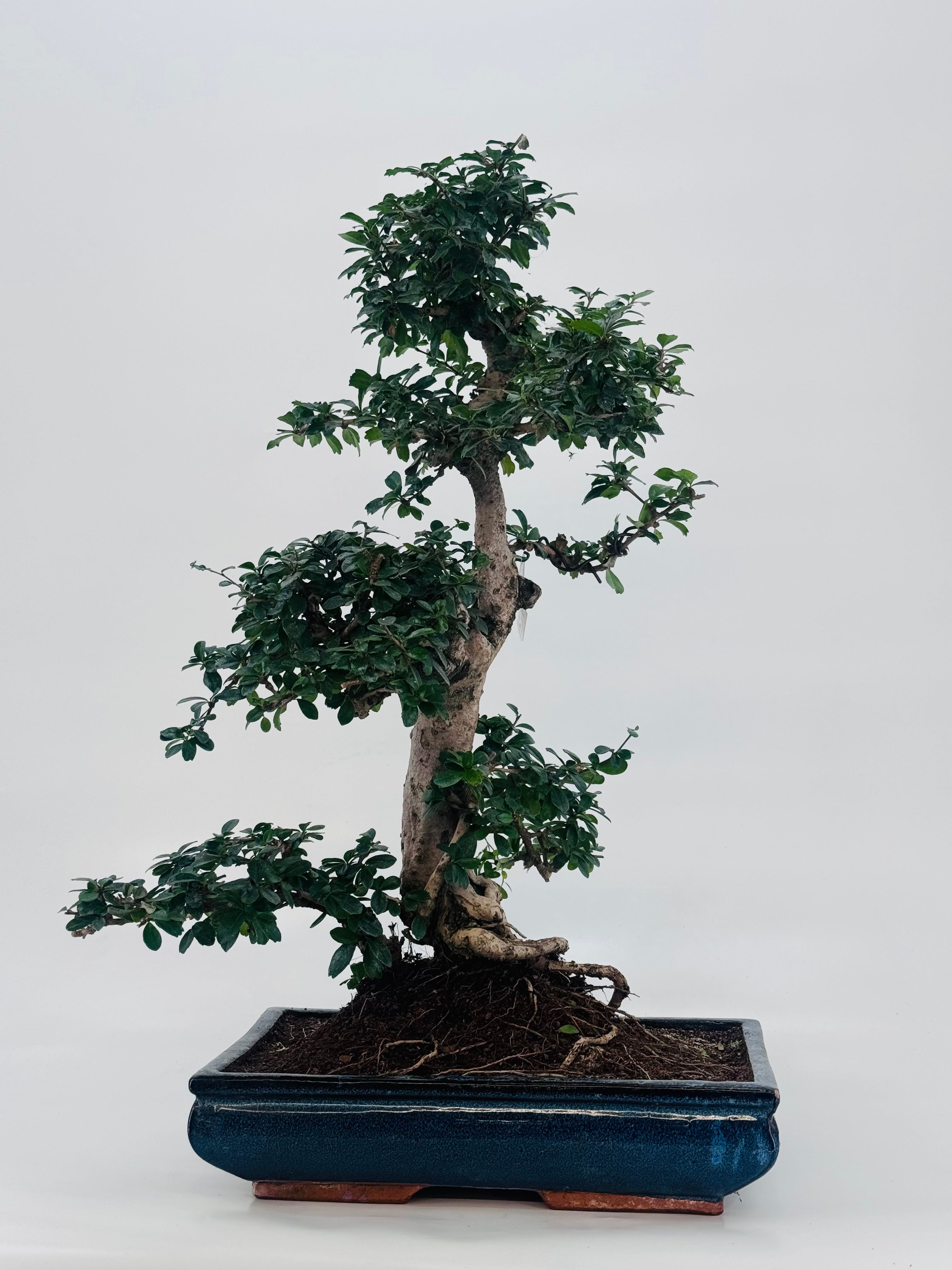 BONSAI 21 AÑOS CARMONA MICROPHYLLA