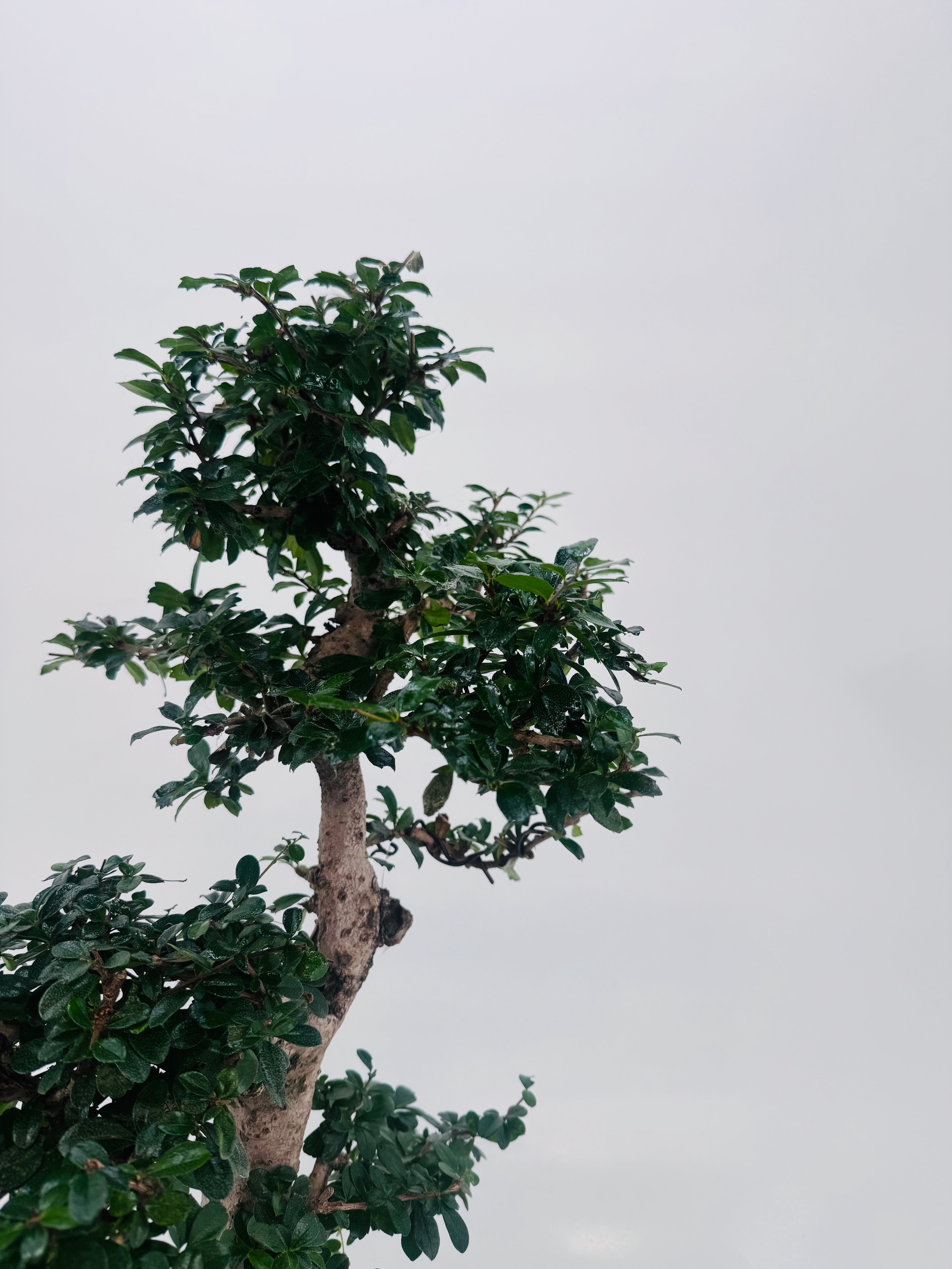 BONSAI 21 AÑOS CARMONA MICROPHYLLA