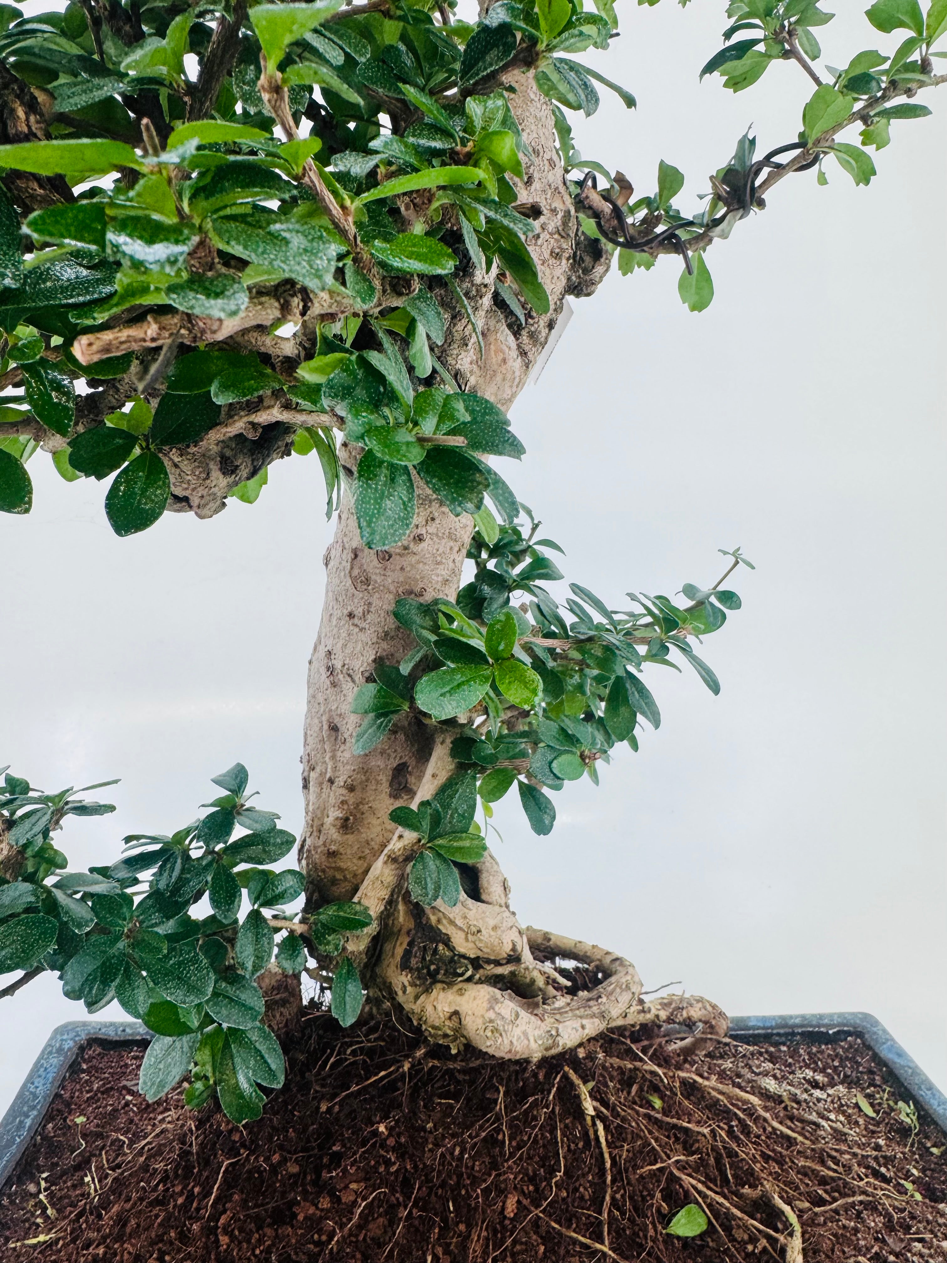 BONSAI 21 AÑOS CARMONA MICROPHYLLA