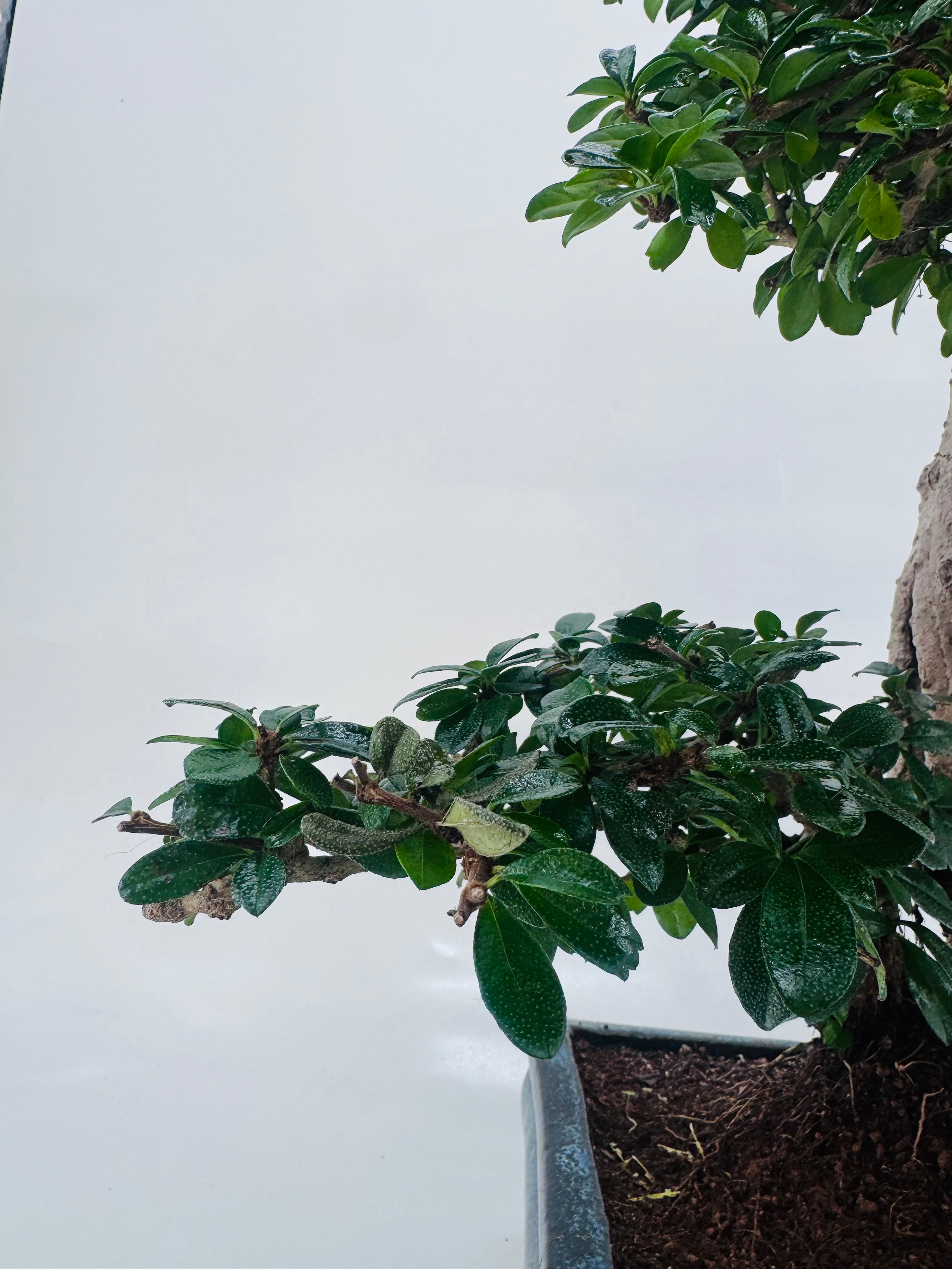 BONSAI 21 AÑOS CARMONA MICROPHYLLA