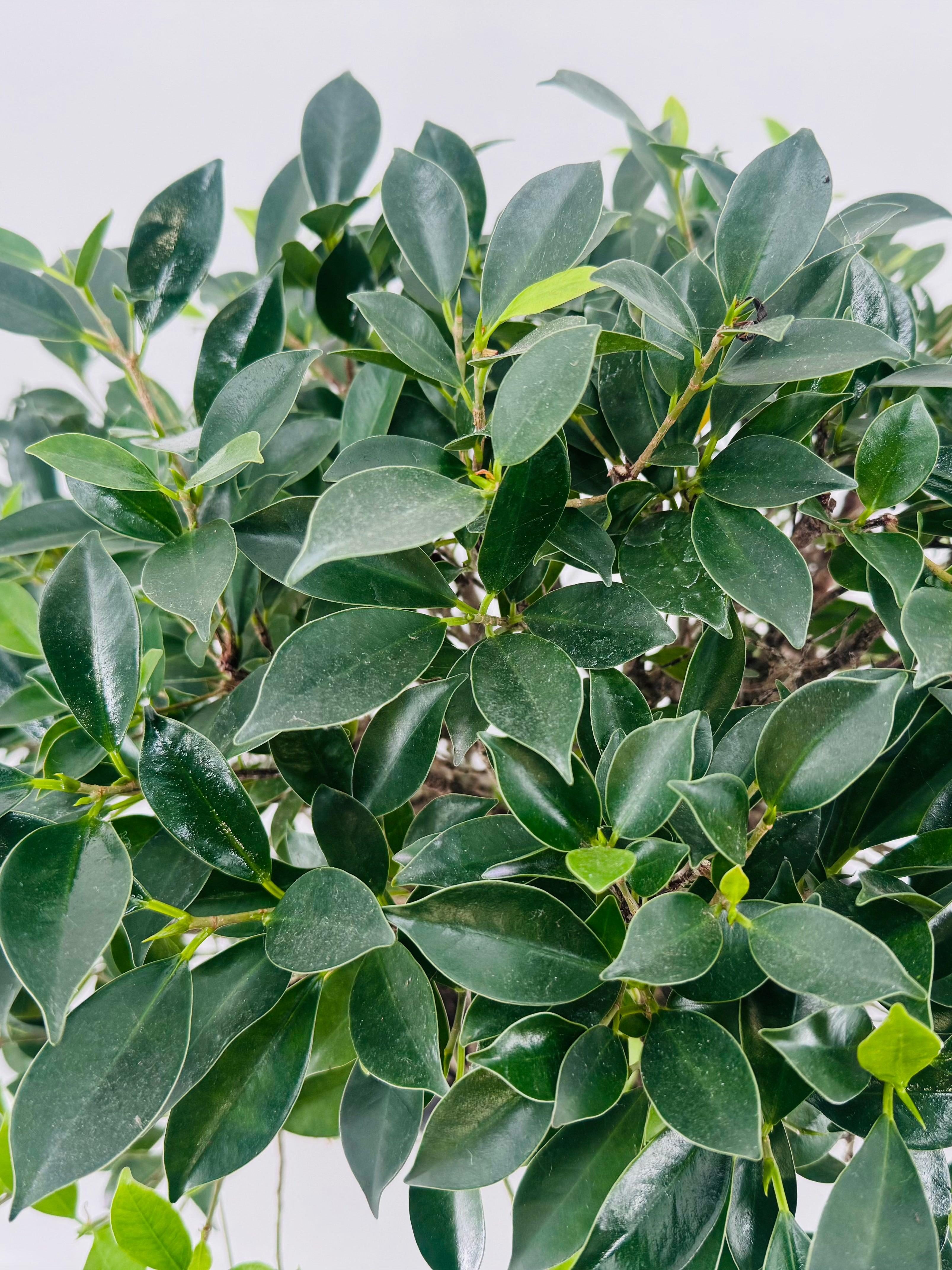 BONSAI 22 AÑOS FICUS RETUSA