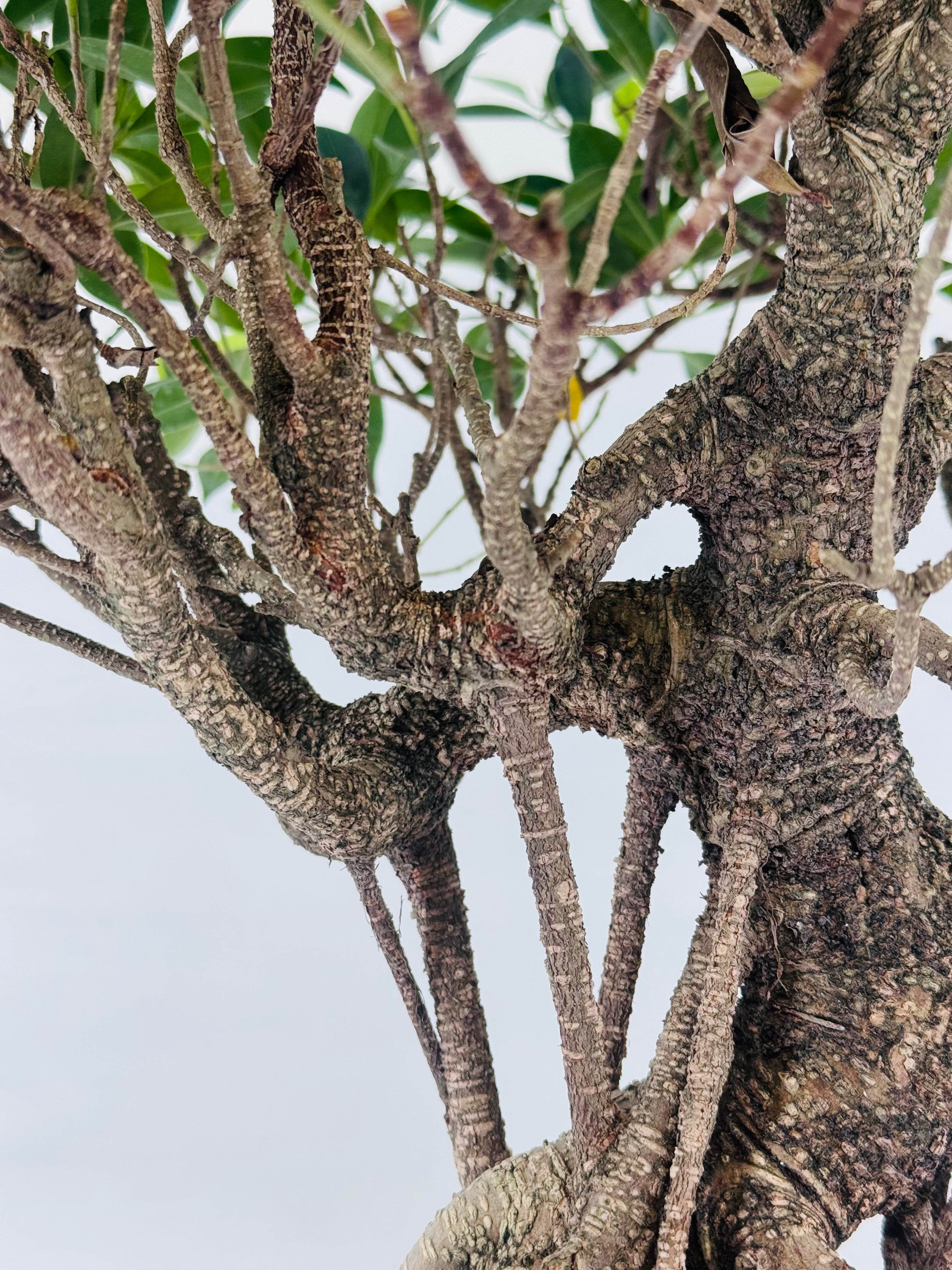 BONSAI 22 AÑOS FICUS RETUSA