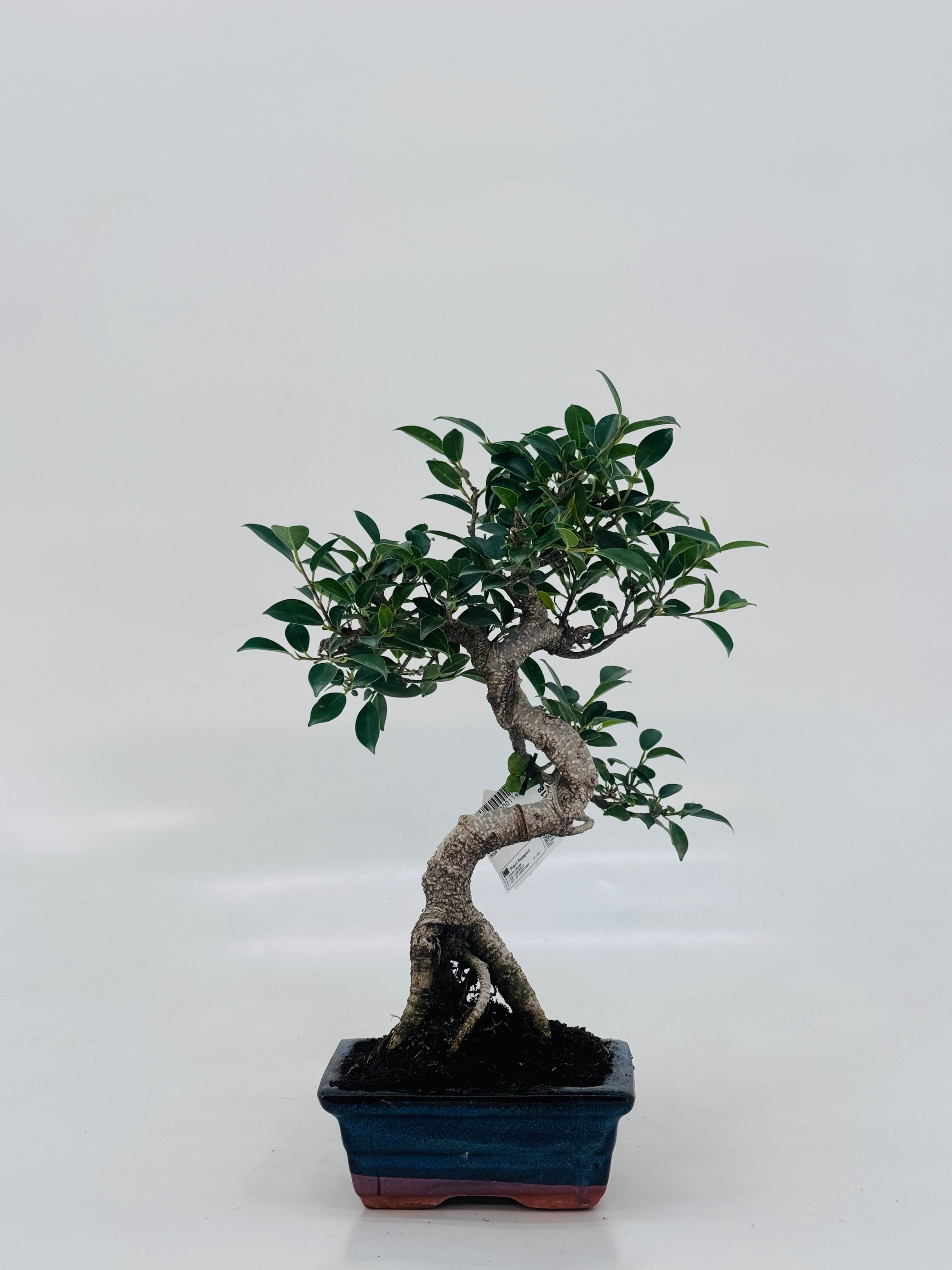 BONSAI 6 AÑOS VARIADO