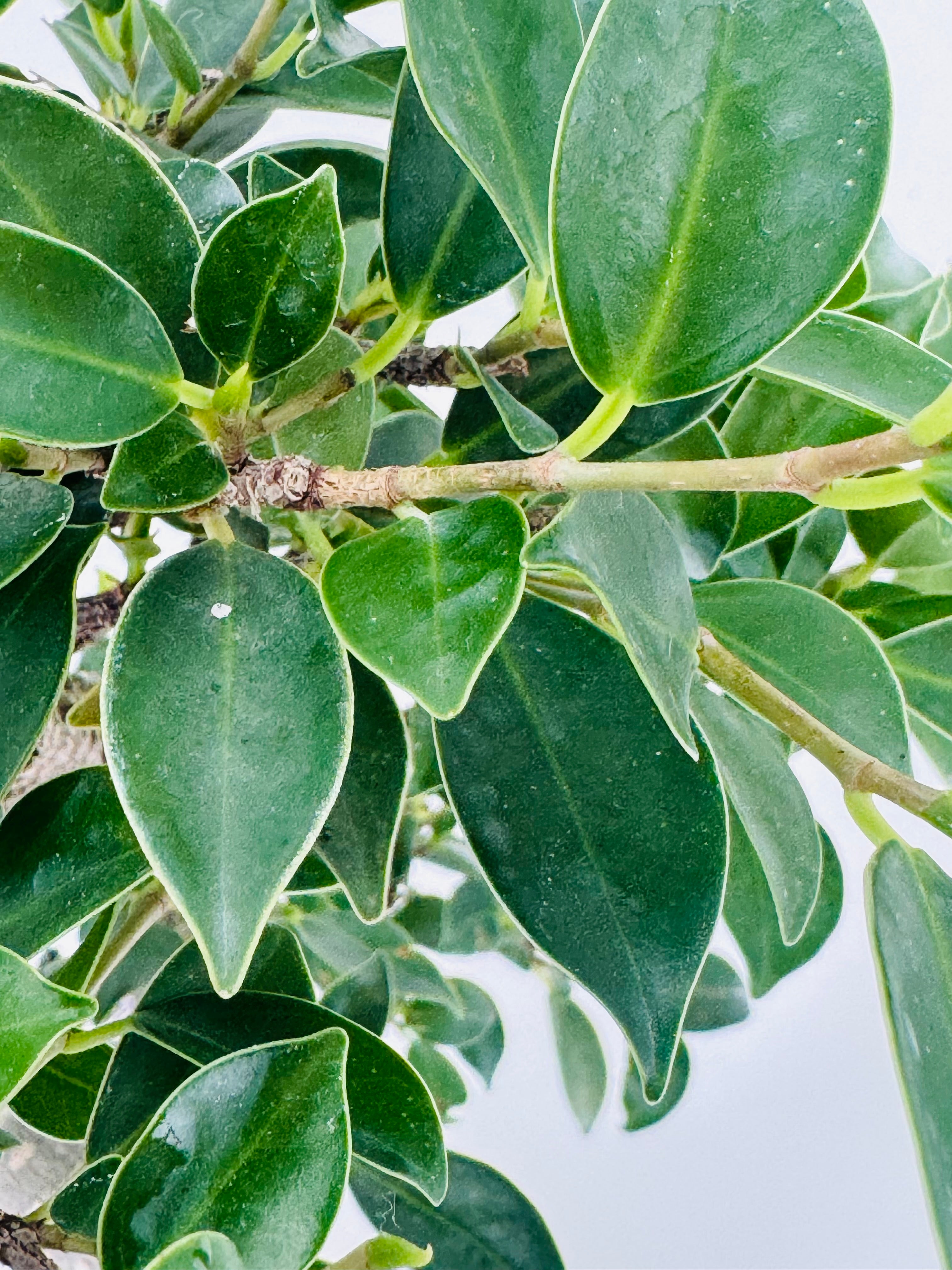 Primer plano de hojas verdes brillantes de un bonsái variado de 6 años, con bordes claros y tallos finos.