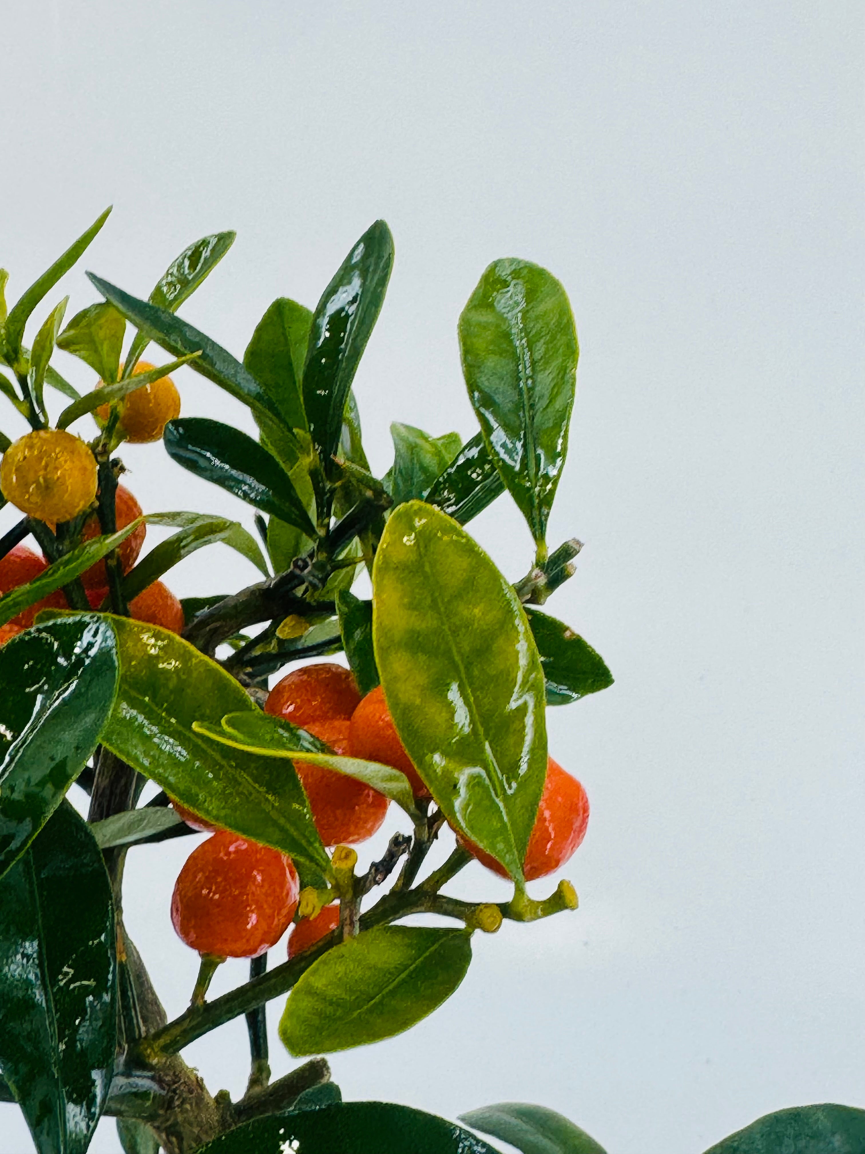 Bonsái 7 años con hojas verdes brillantes y pequeños frutos naranjas y amarillos.