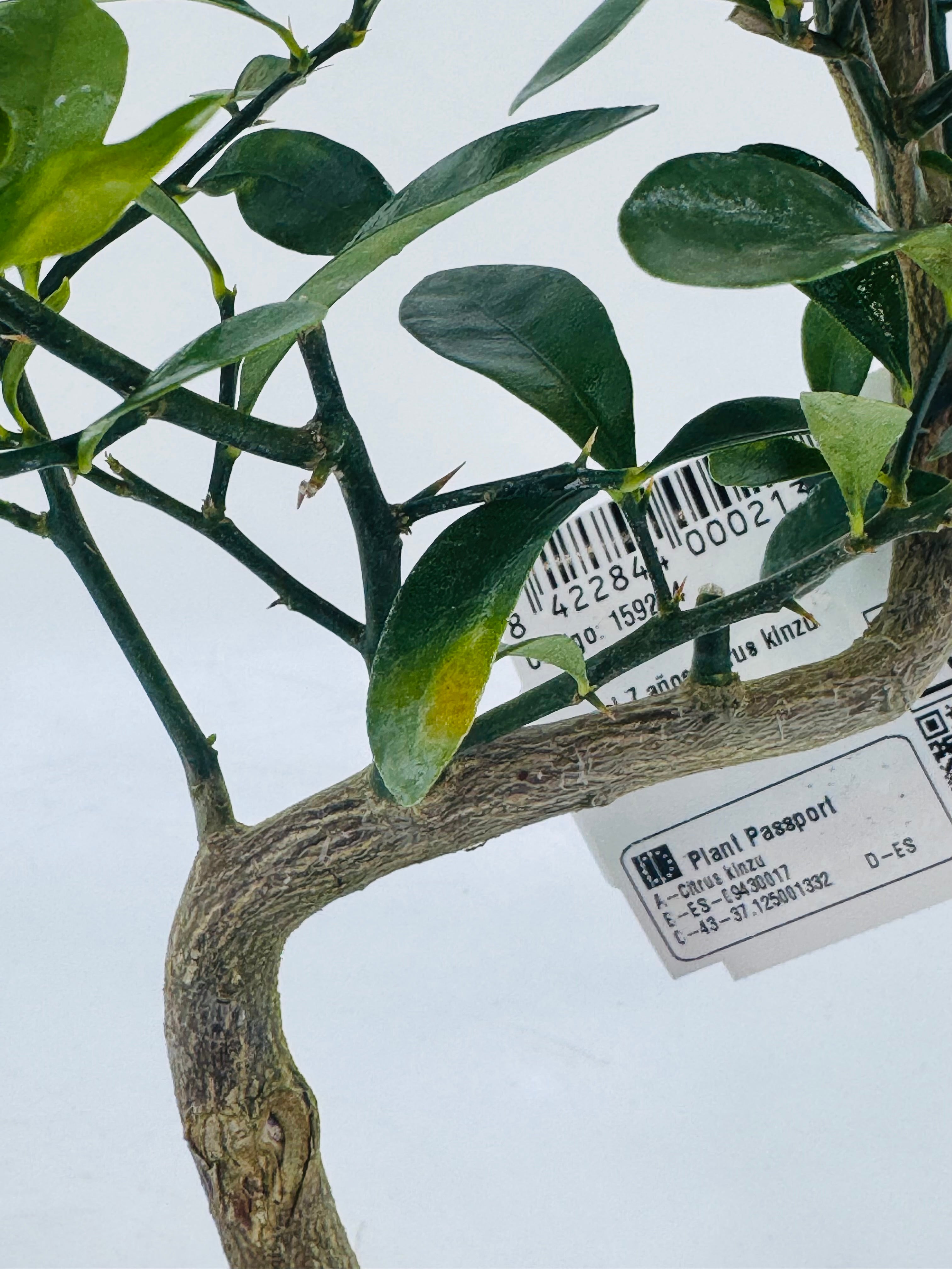 Bonsái Citrus Kinzu de 7 años con tronco formado, hojas verdes y etiqueta de pasaporte vegetal.