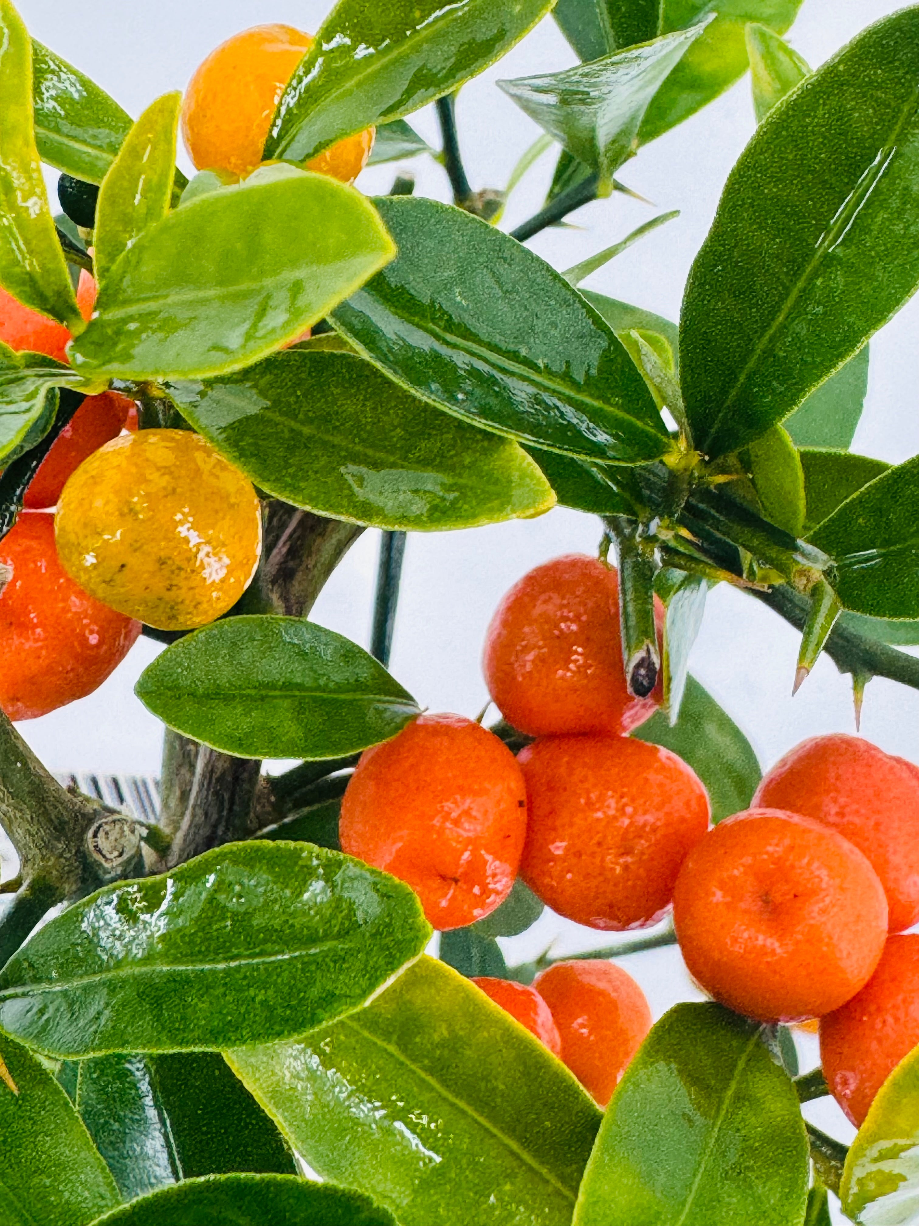 Bonsái de 7 años con hojas verdes brillantes y pequeños frutos naranjas y amarillos.