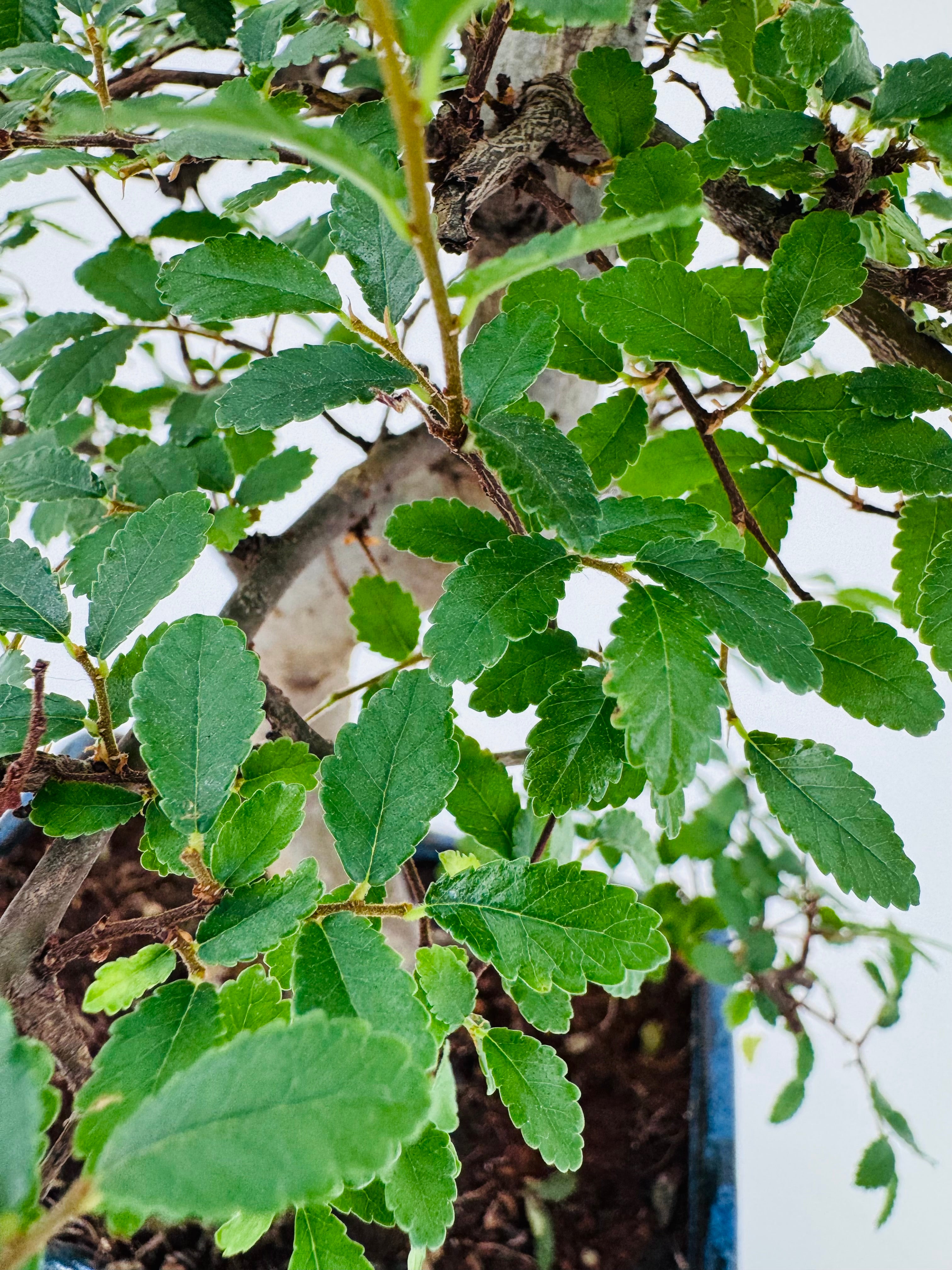 Bonsái de 8 años con hojas verdes vibrantes y tronco definido, en maceta azul.