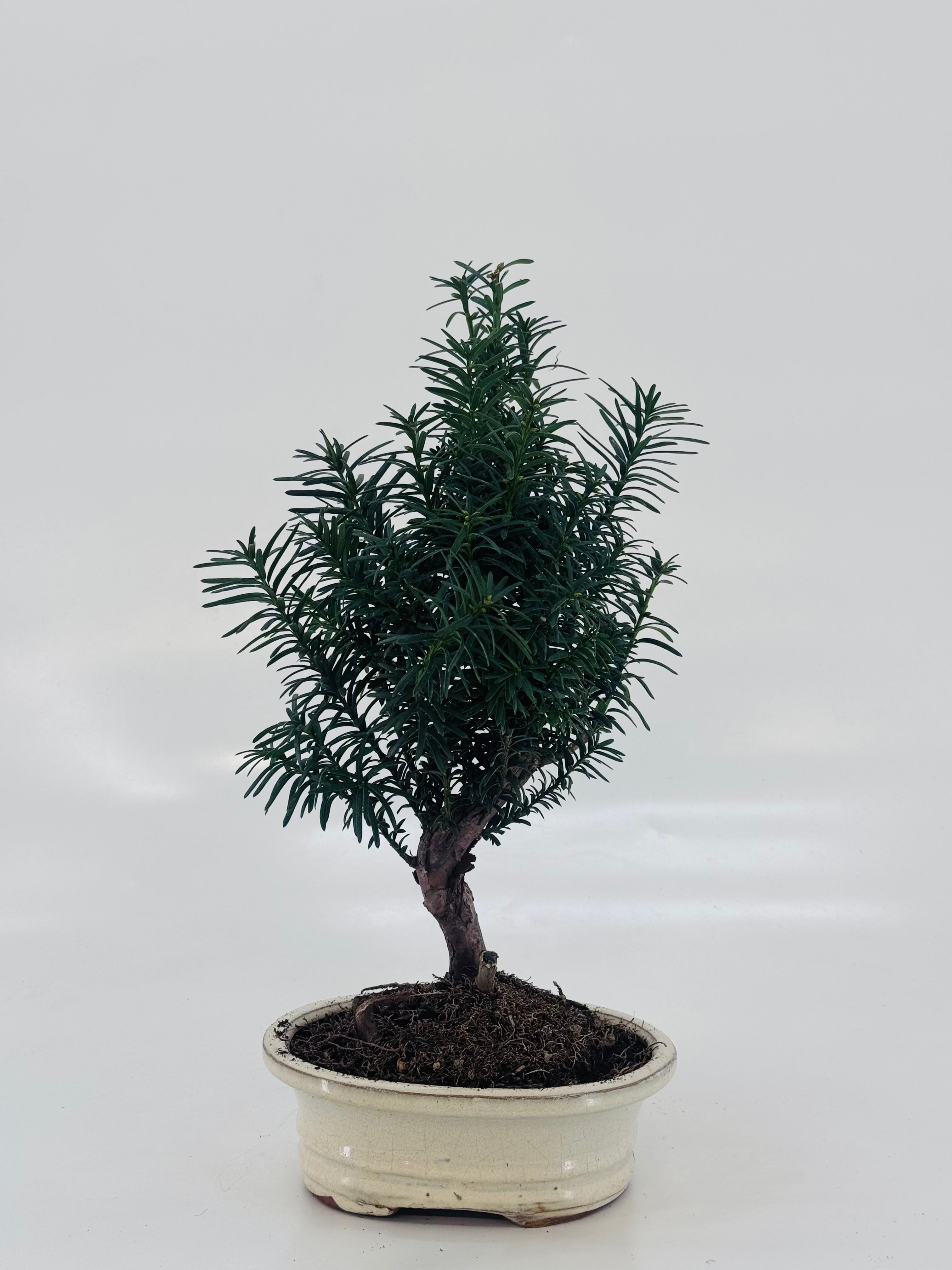 BONSAI 9 AÑOS SURTIDO