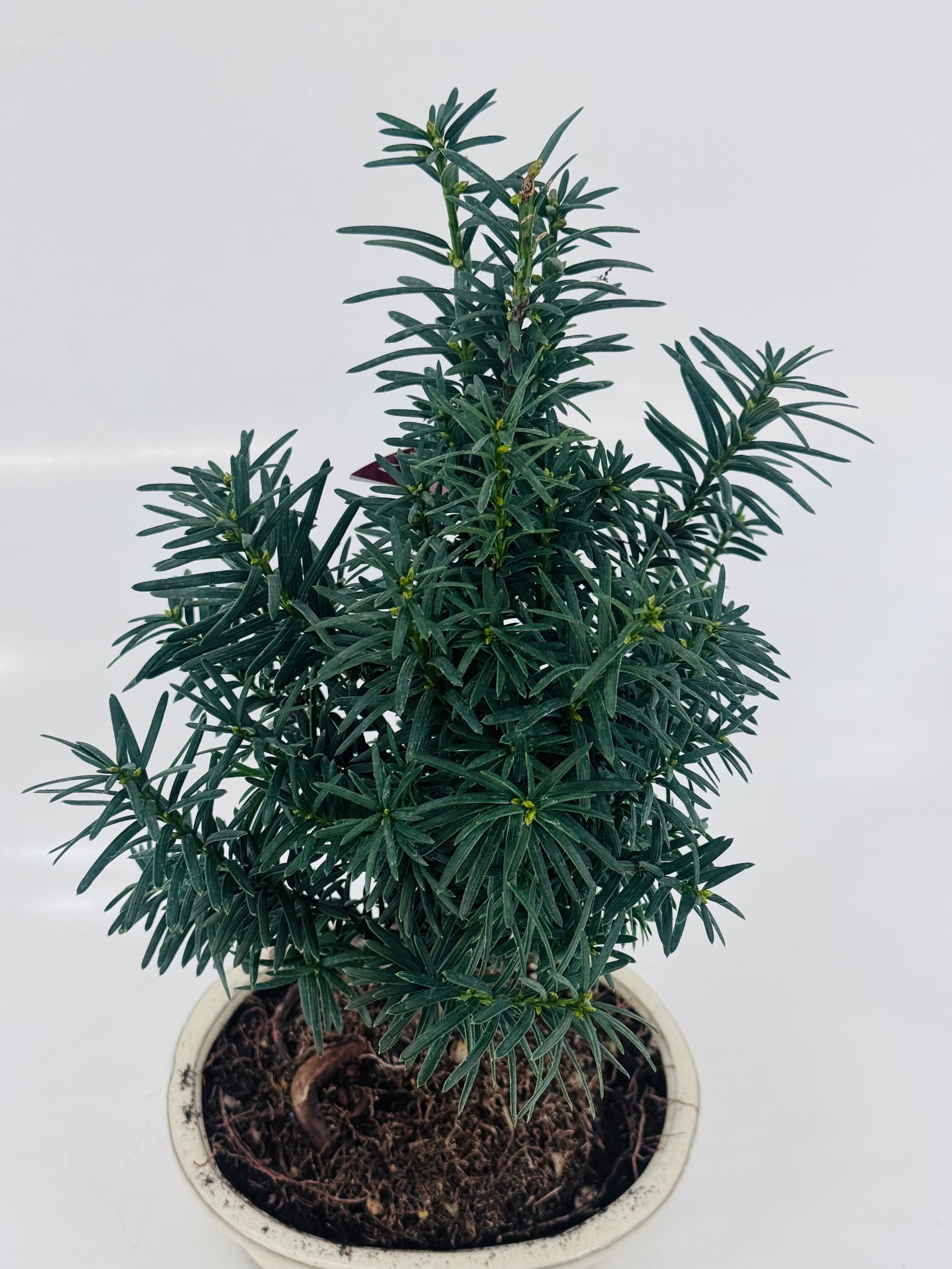 BONSAI 9 AÑOS SURTIDO