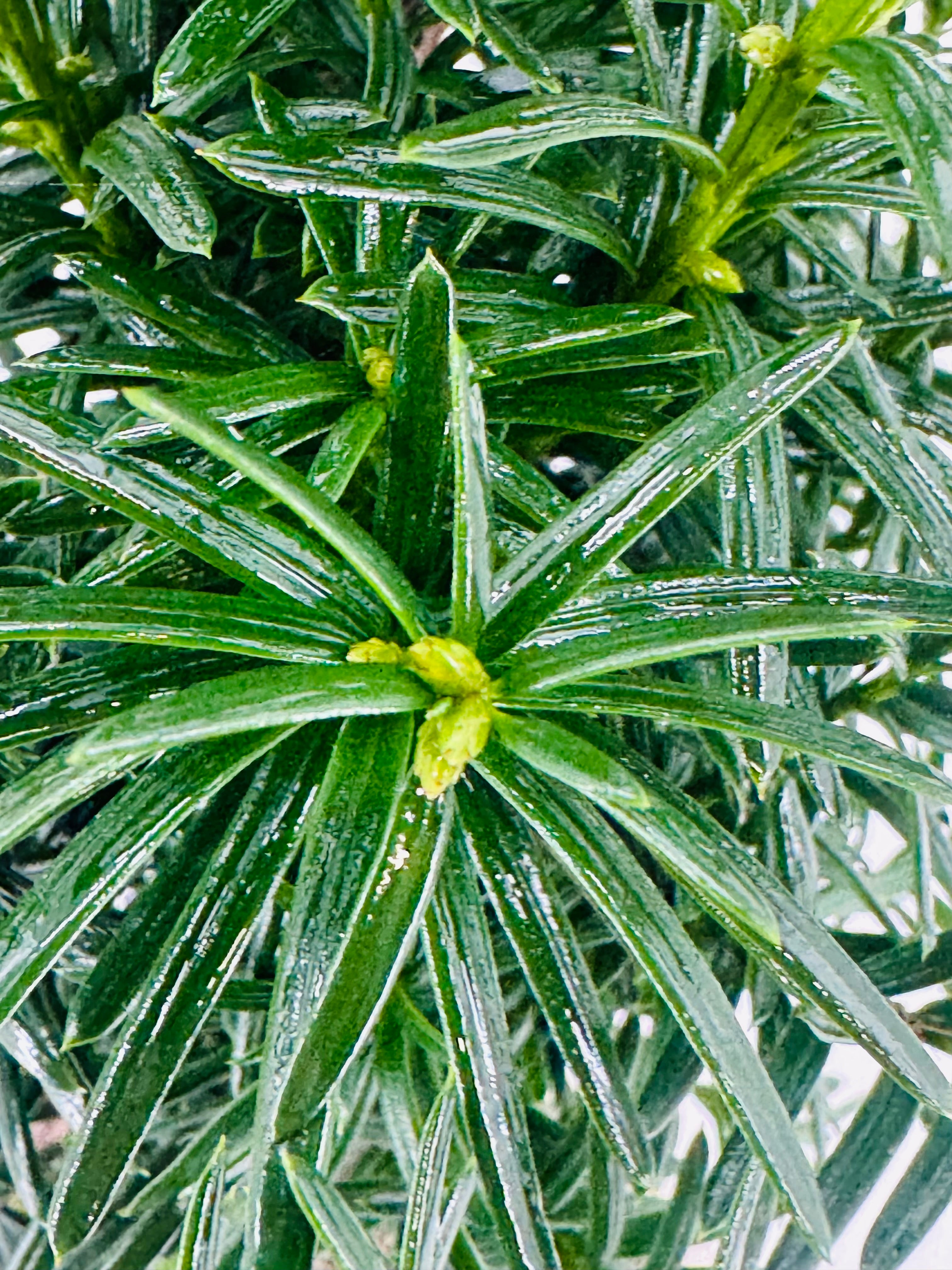 Primer plano de hojas verdes brillantes y alargadas de un bonsái, con pequeños brotes amarillentos.