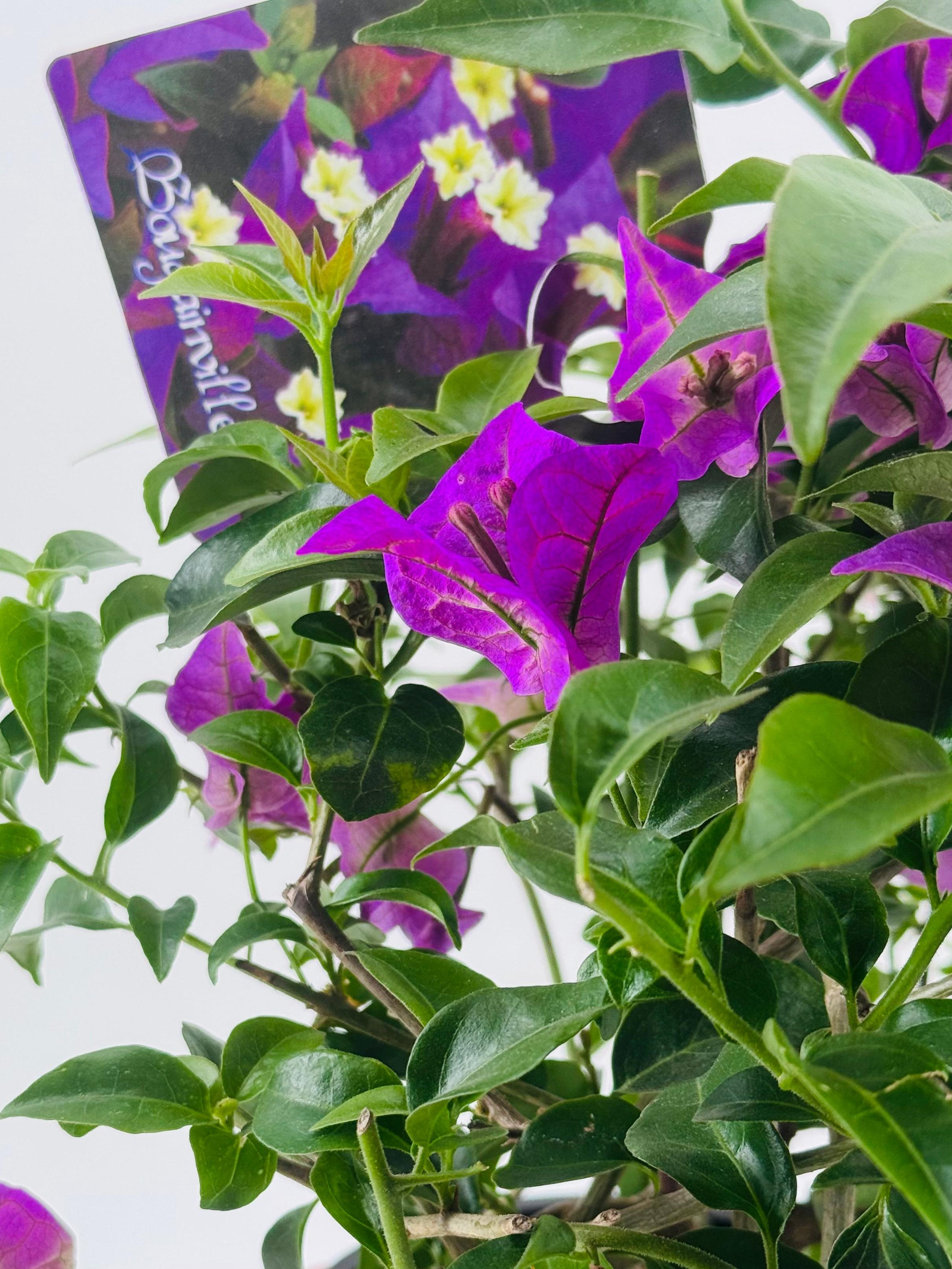 BOUGANVILLEA ALEXANDRA BOLA C17
