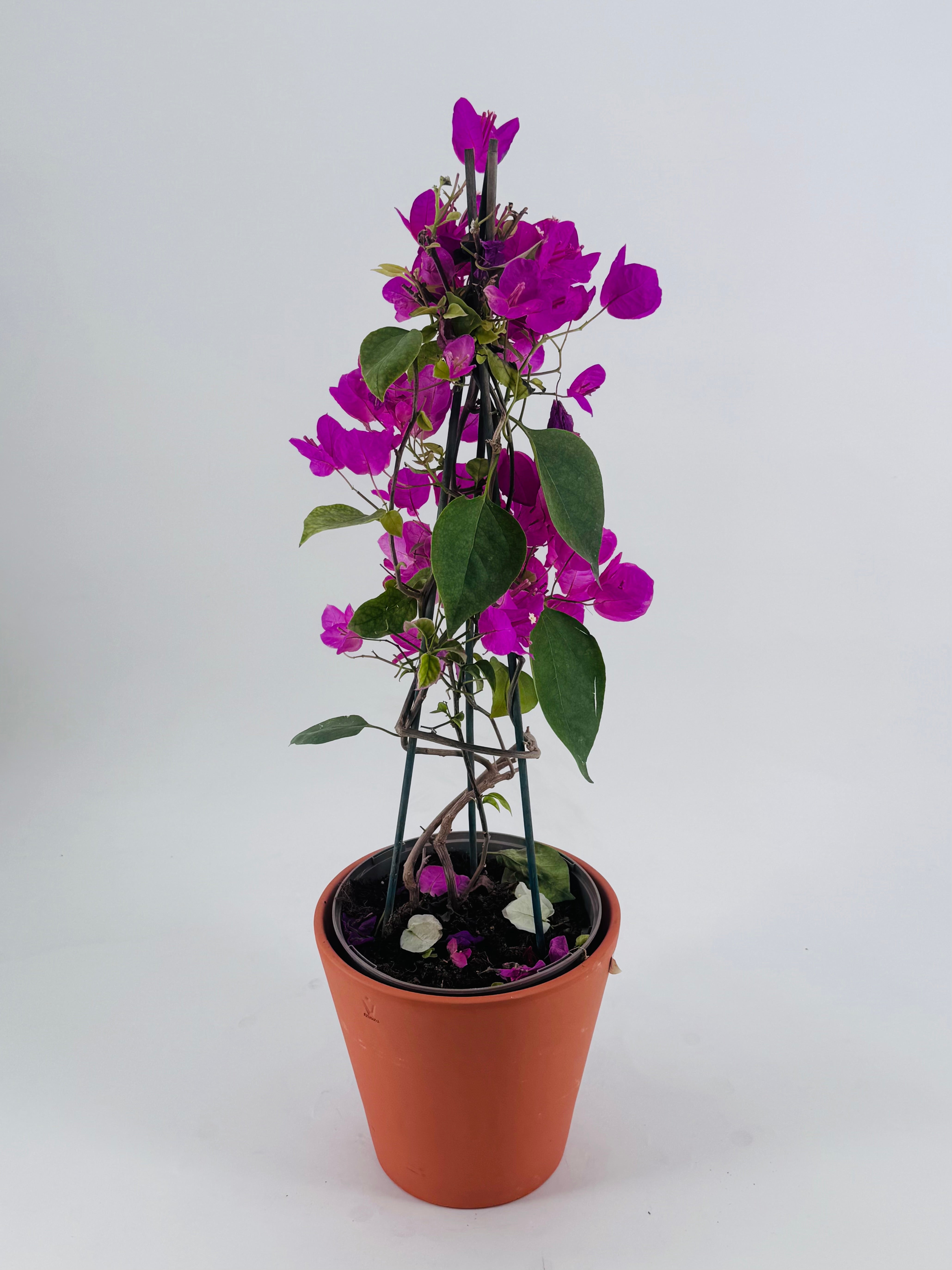 BOUGANVILLEA MIX C-17