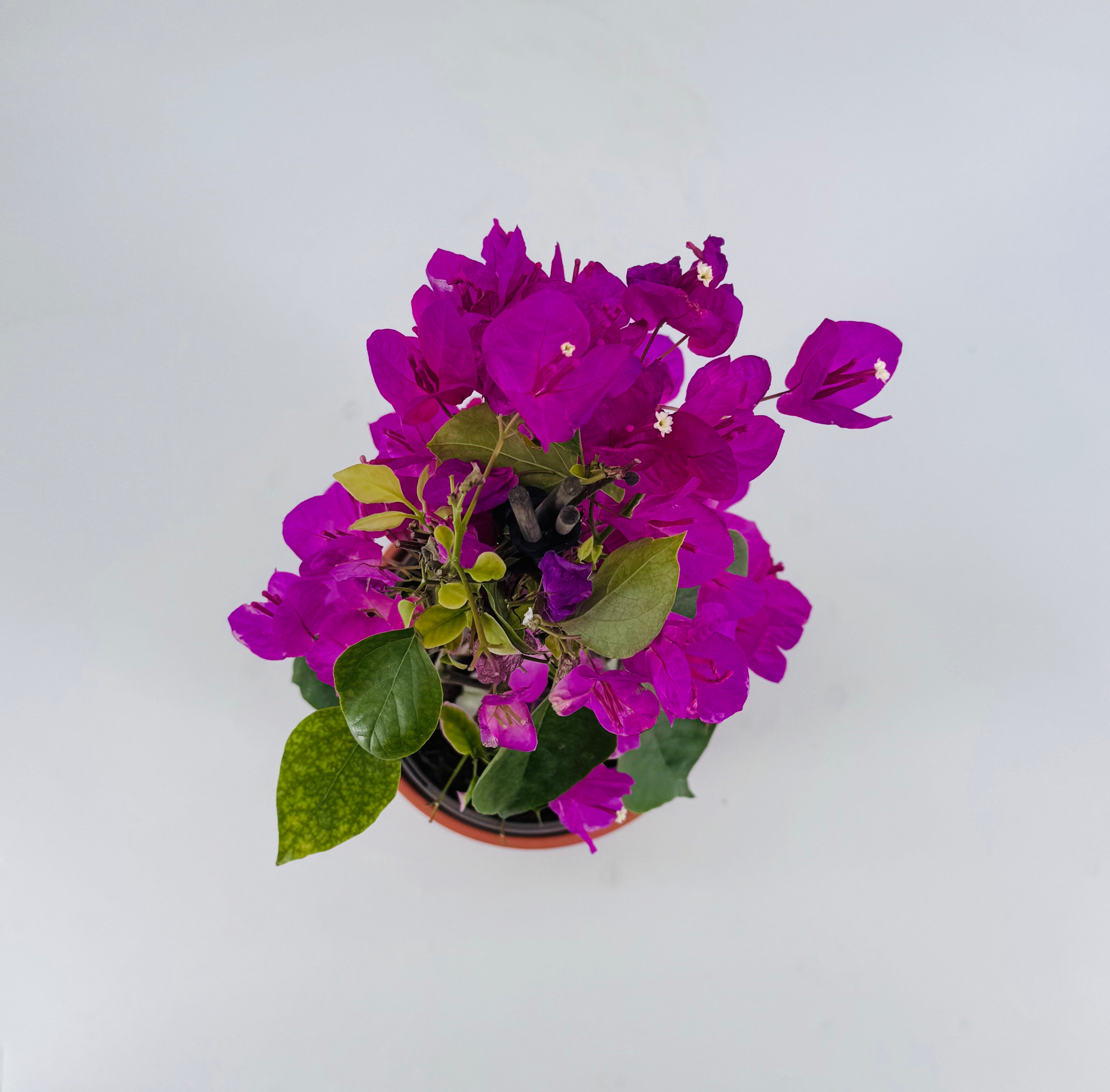 BOUGANVILLEA MIX C-17