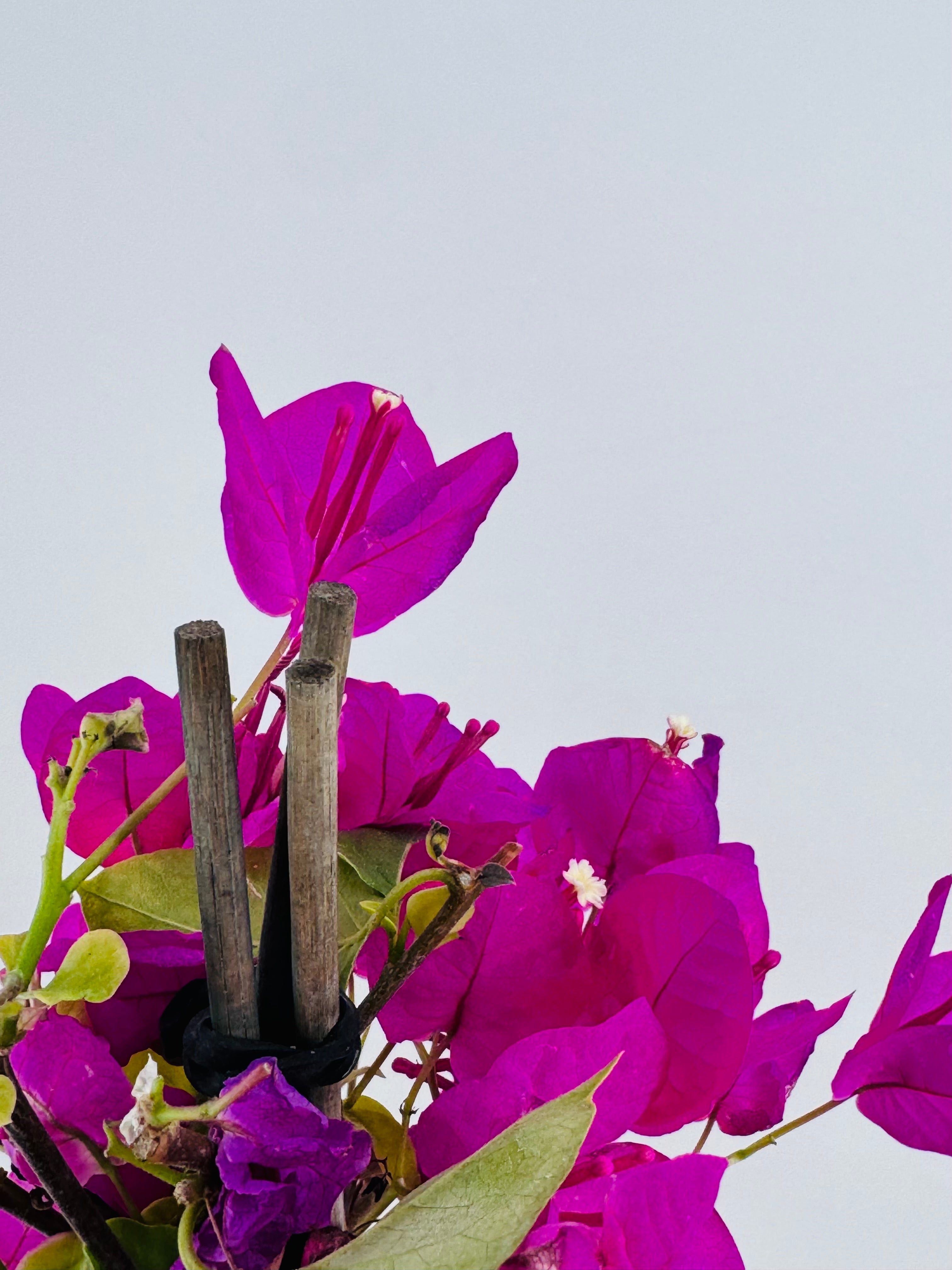 BOUGANVILLEA MIX C-17
