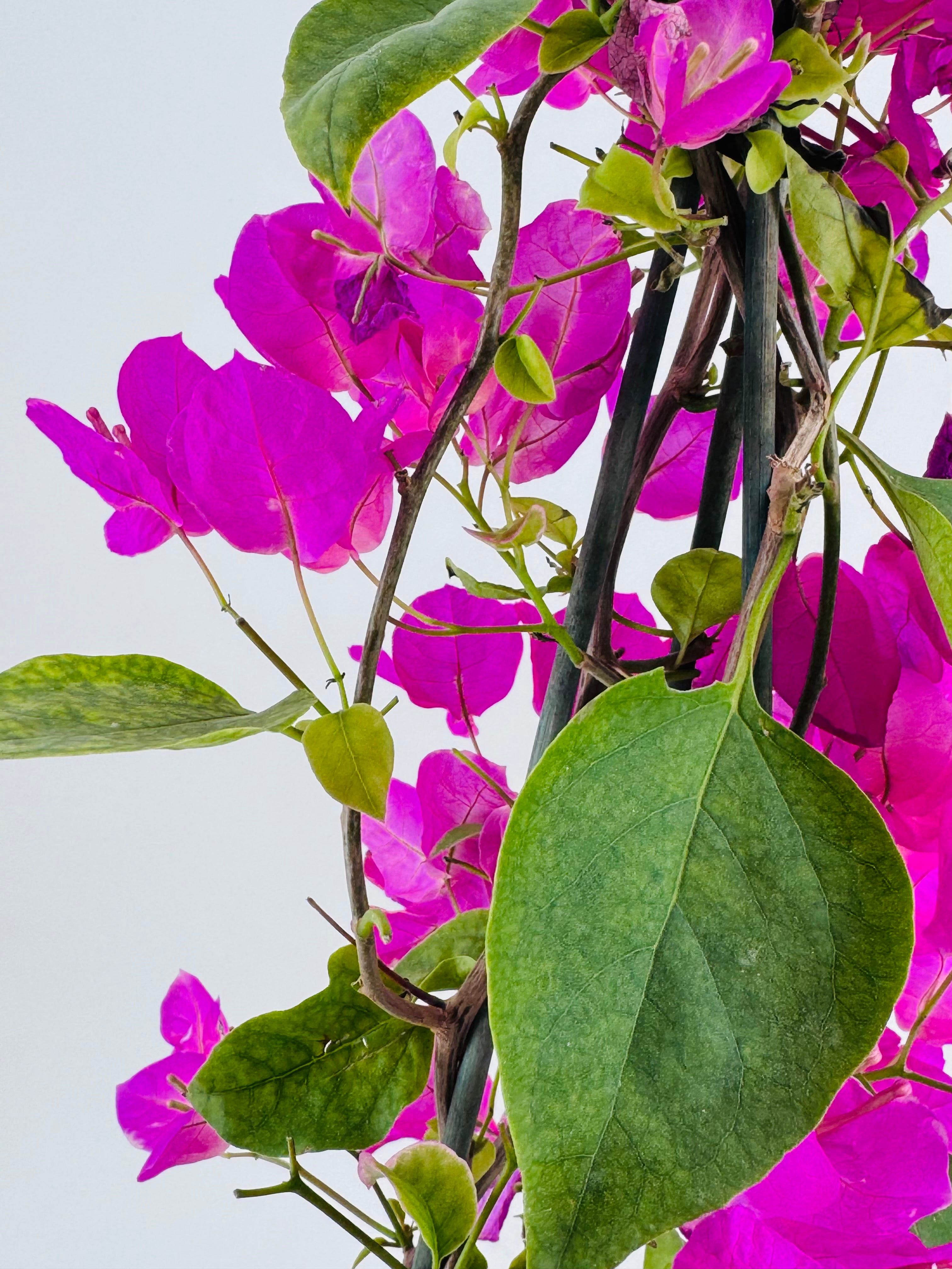 BOUGANVILLEA MIX C-17