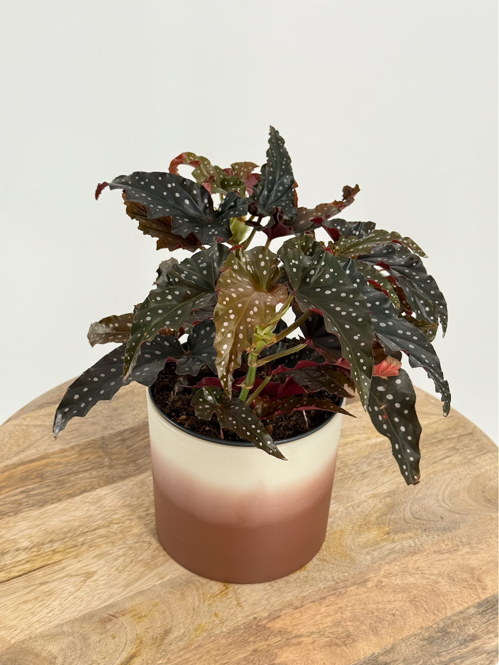 BEGONIA BLACK FORREST M14