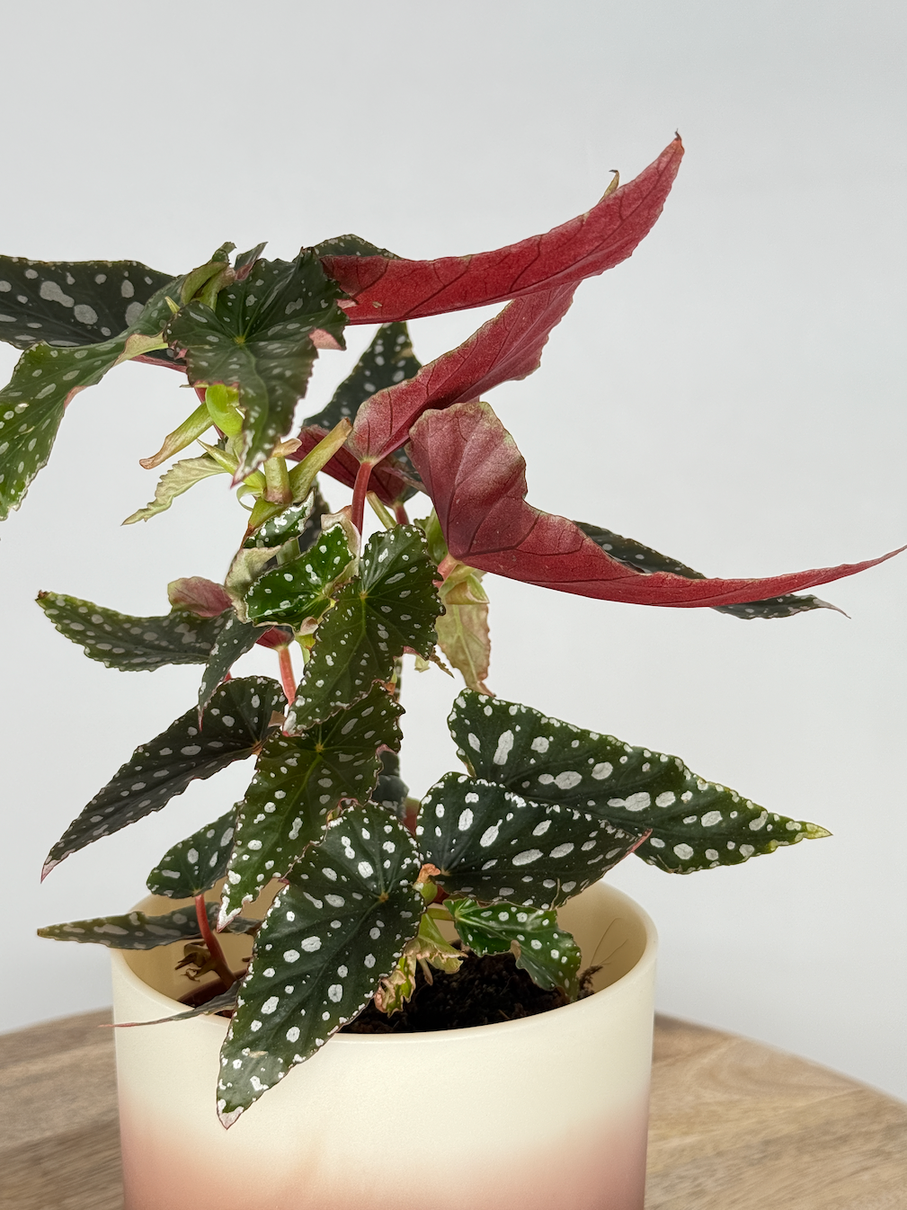Begonia Maculata con hojas verdes alargadas, lunares plateados y reverso rojizo en maceta clara sobre mesa de madera.
