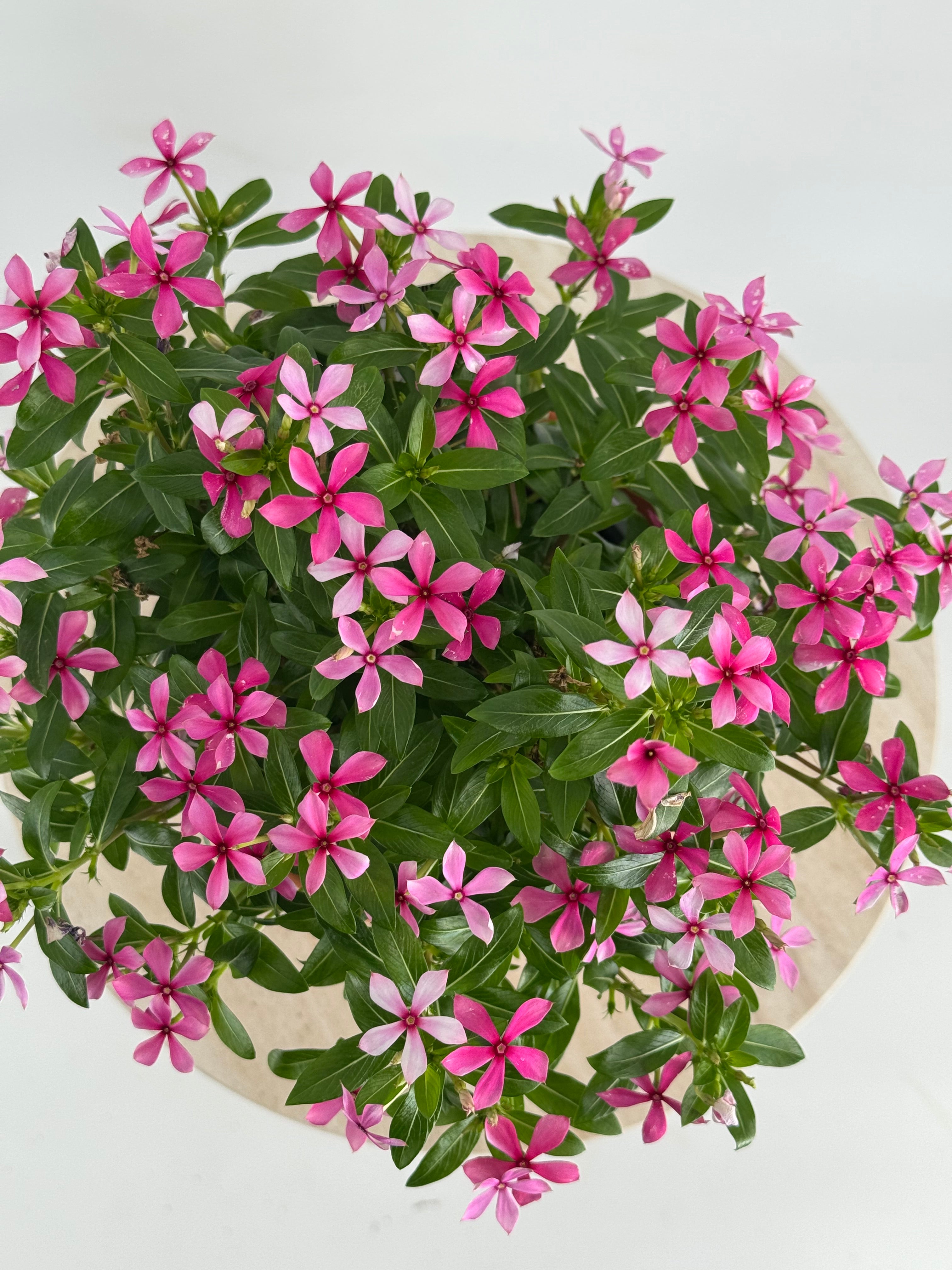 CATHARANTHUS SOIREE M14