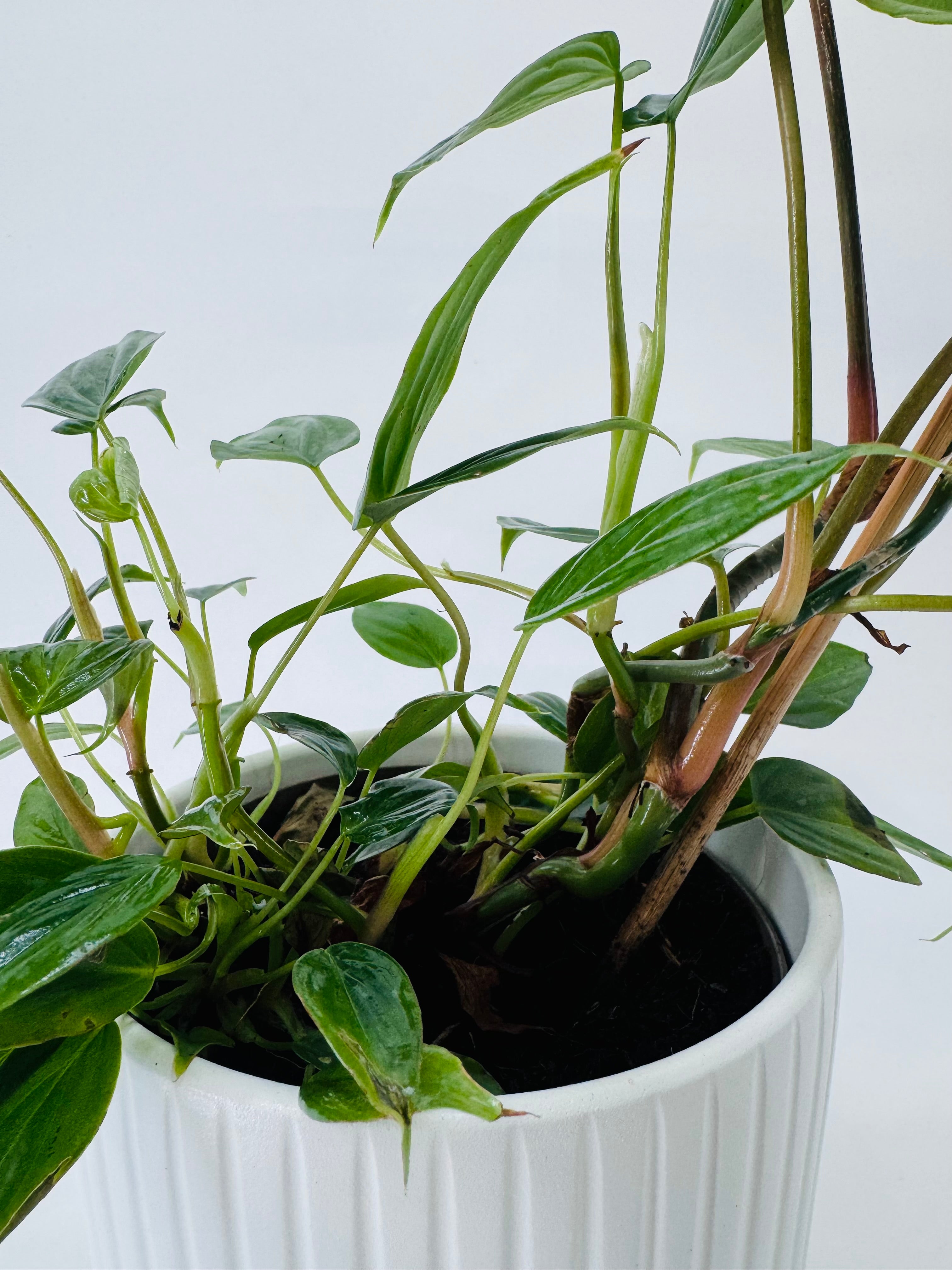 Philodendron Majestic M13 en maceta blanca, con hojas verdes oscuras y nervaduras claras.