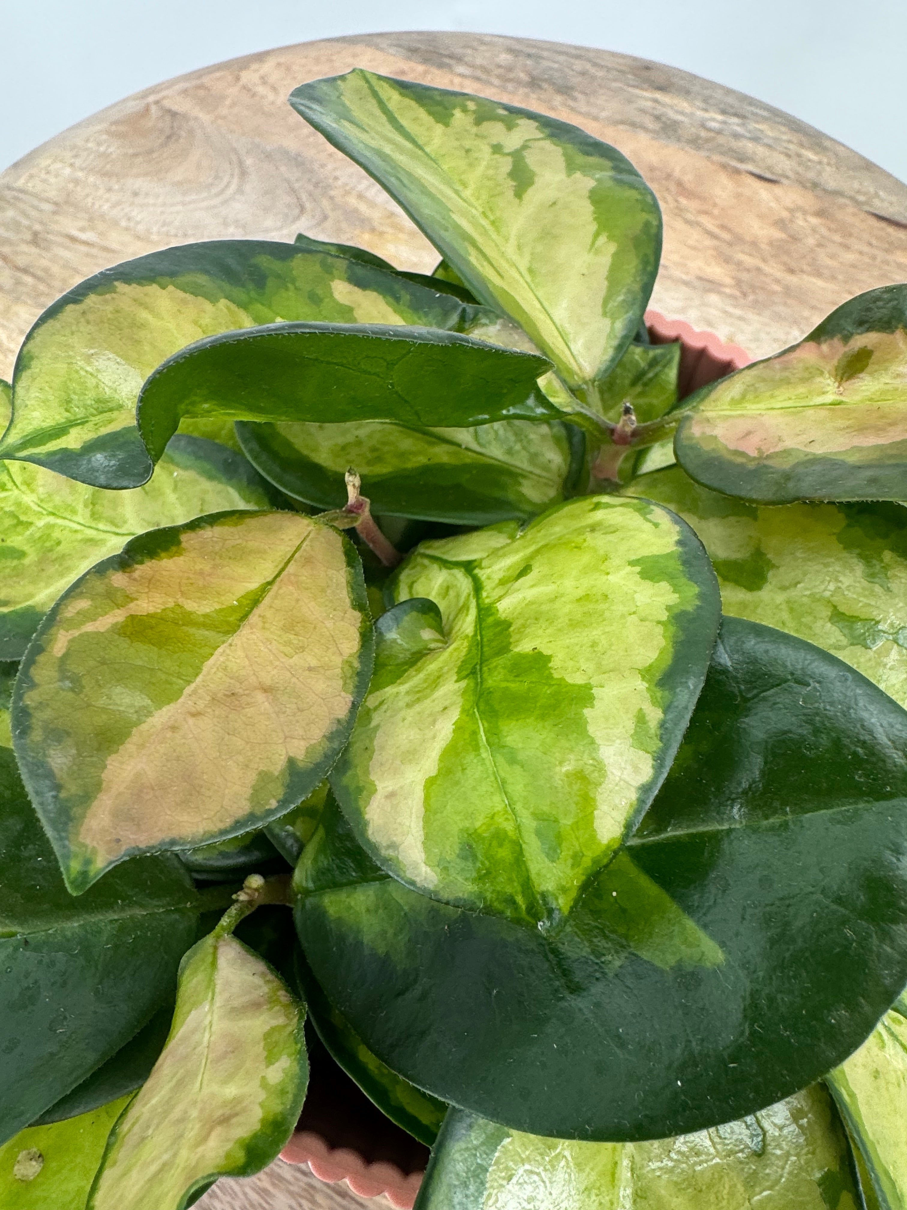 HOYA AUSTRALIS TRICOLOR M12