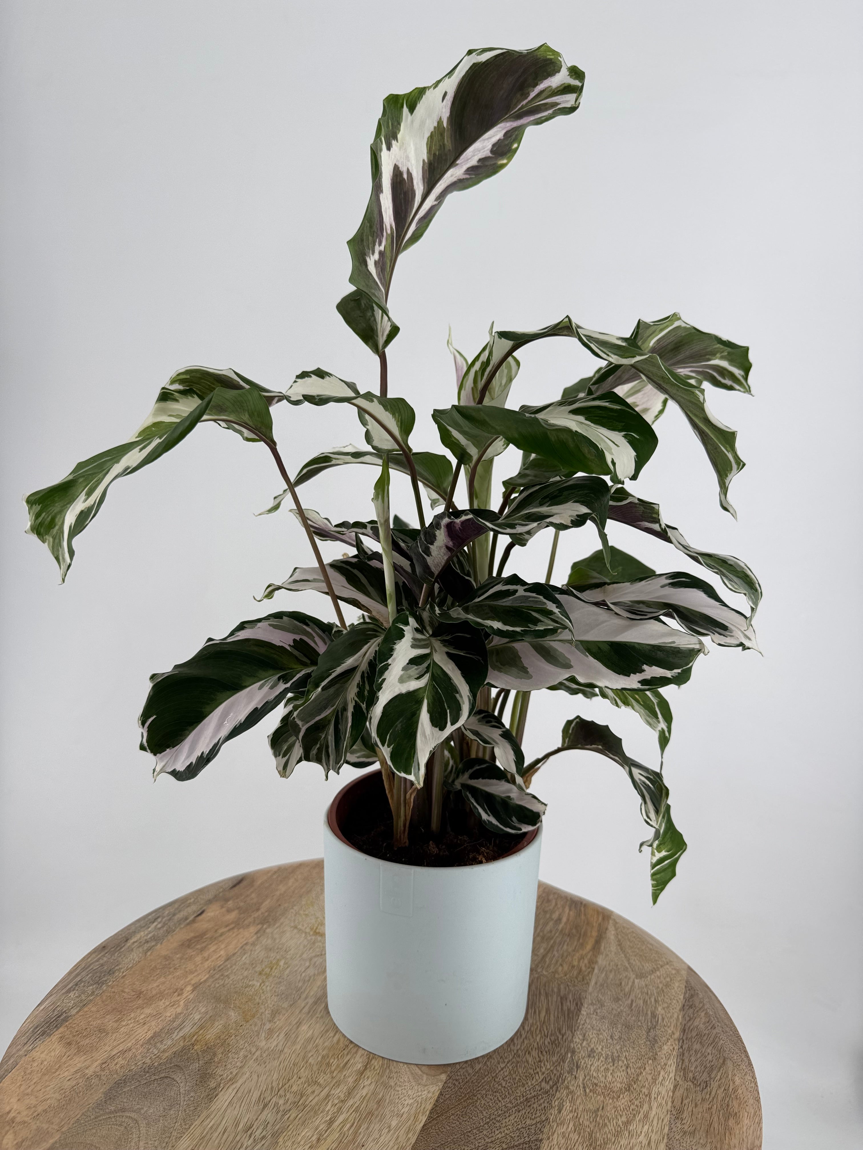 CALATHEA FUSION WHITE M14