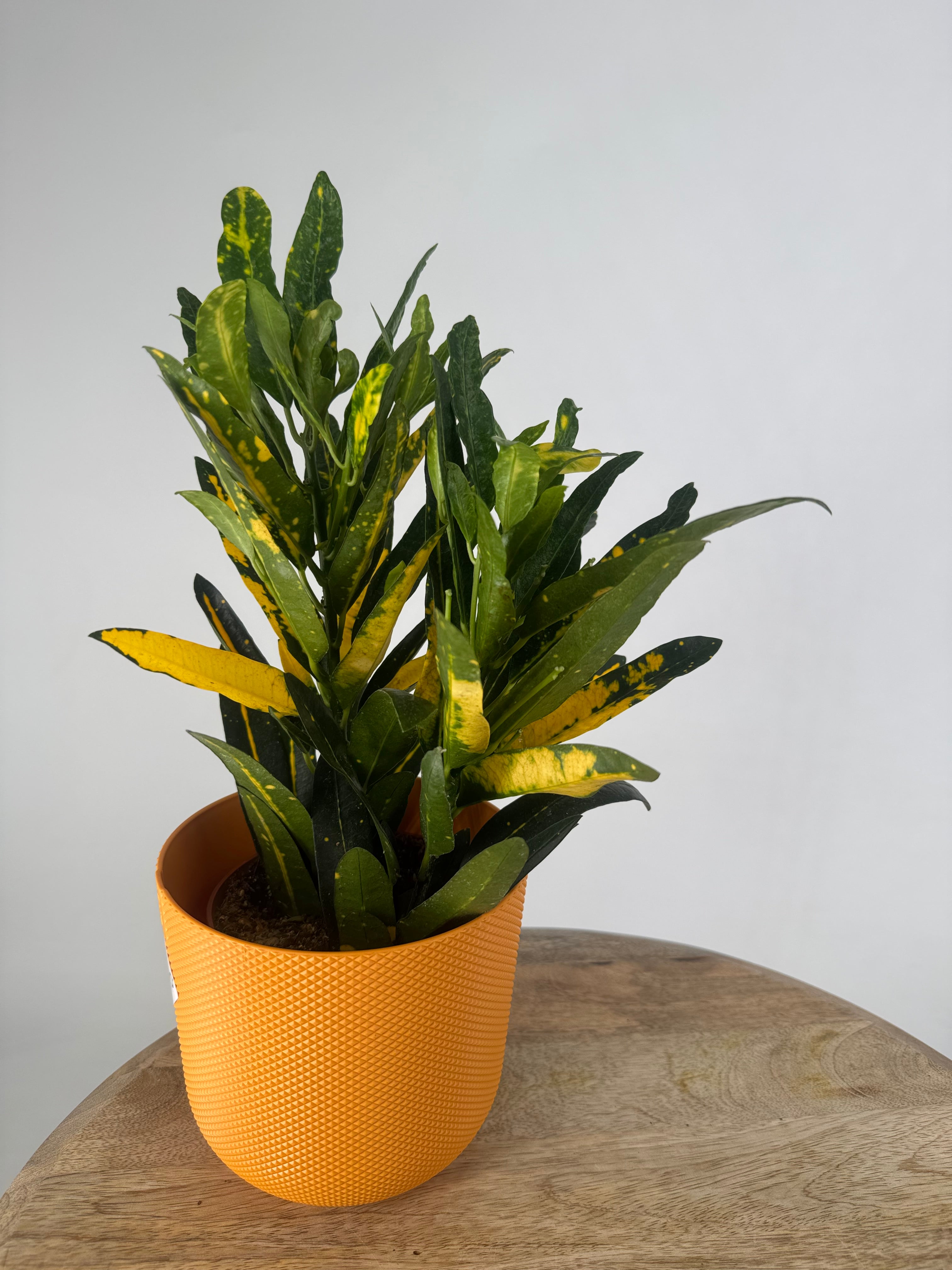 CROTON SUNNY STAR M12