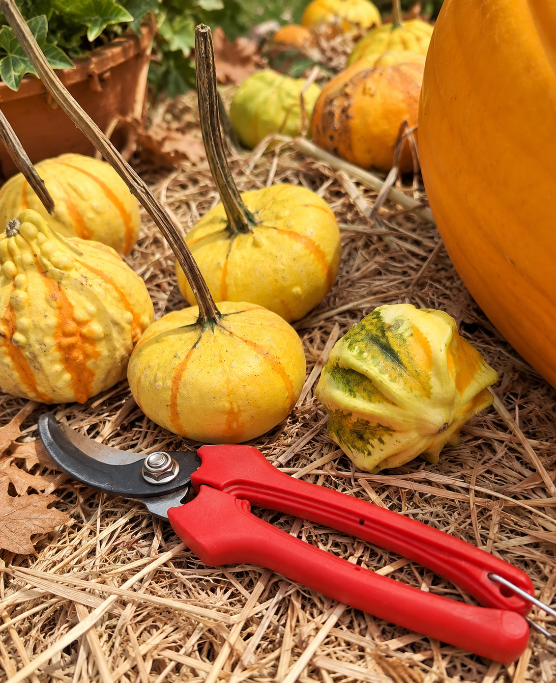 CALABAZA PEPO MINI