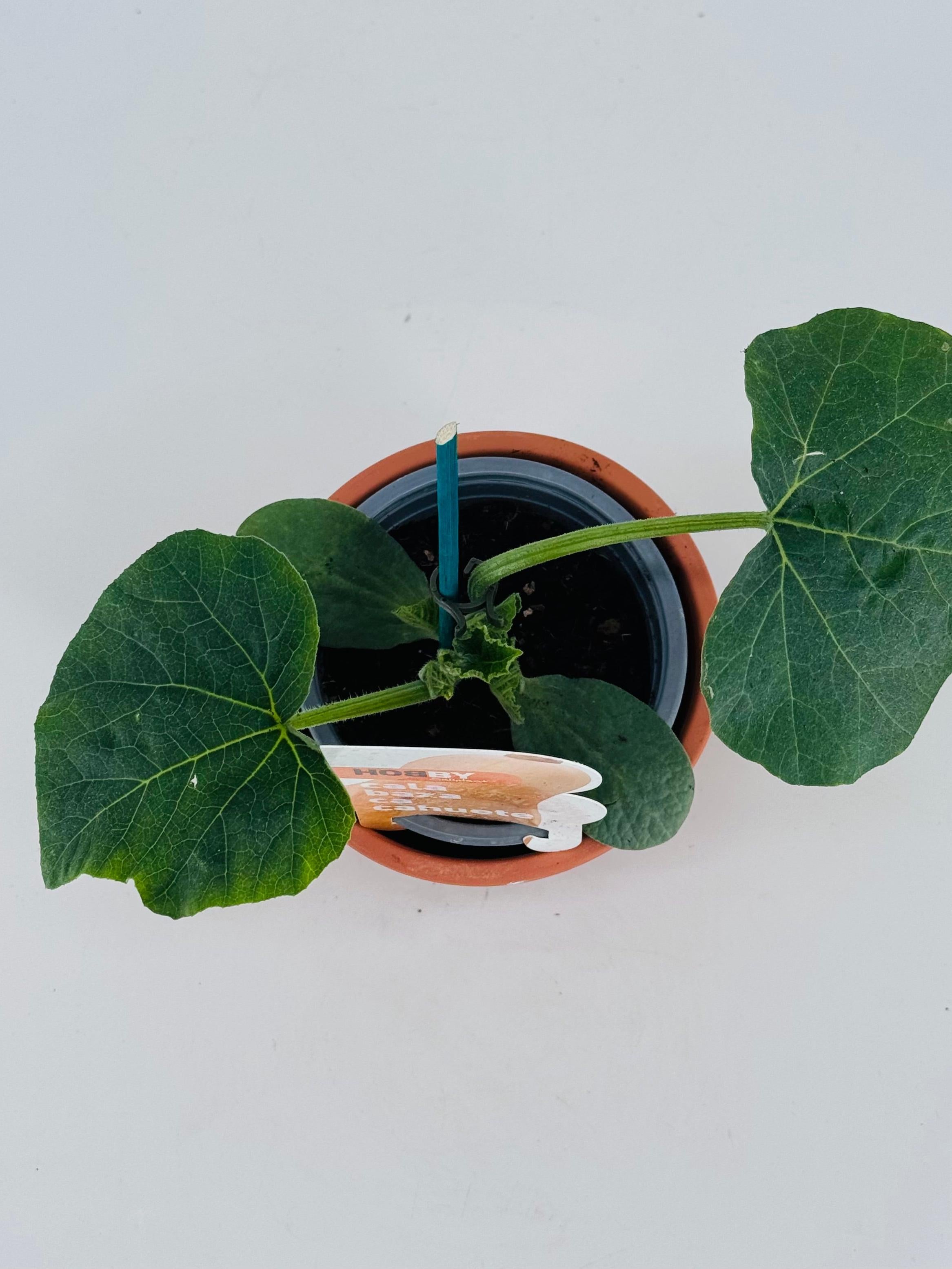 CALABAZA CACAHUETE PACK1
